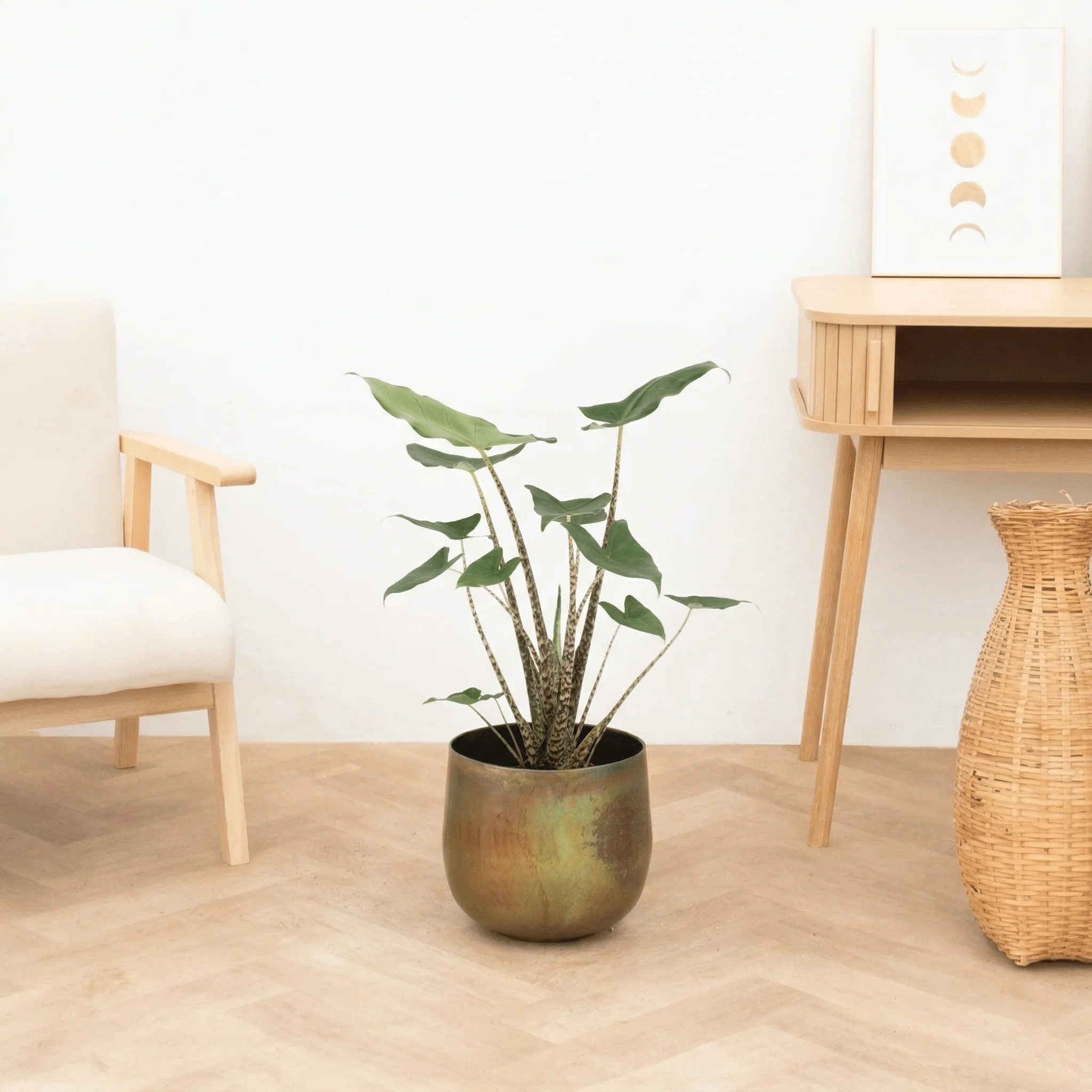 Miniatuur 1