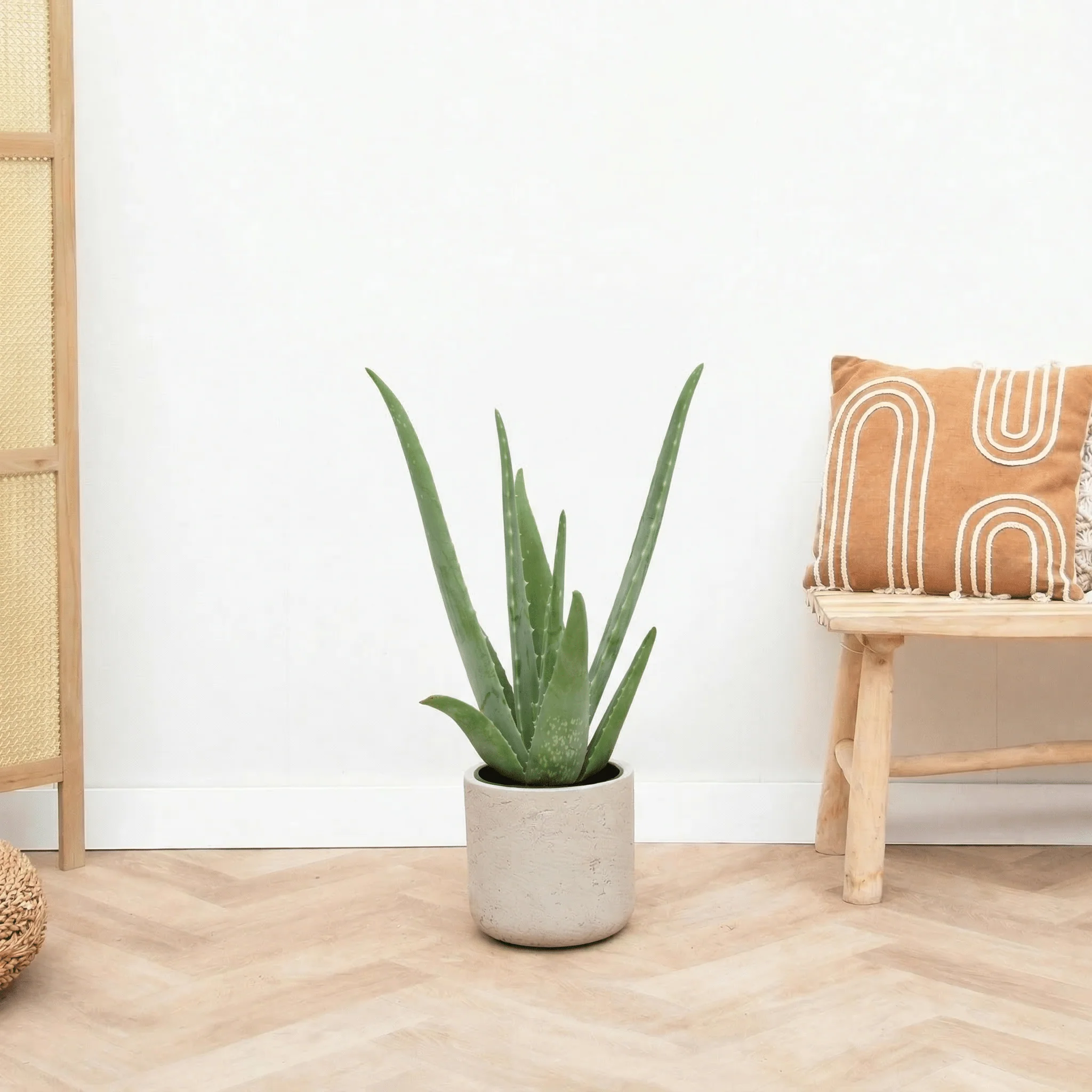 Populaire kamerplanten