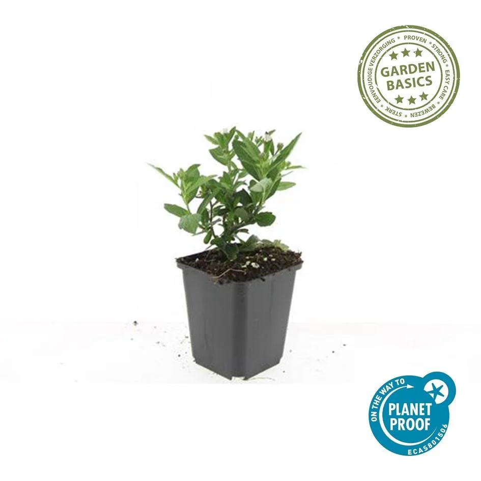 Miniatuur 2