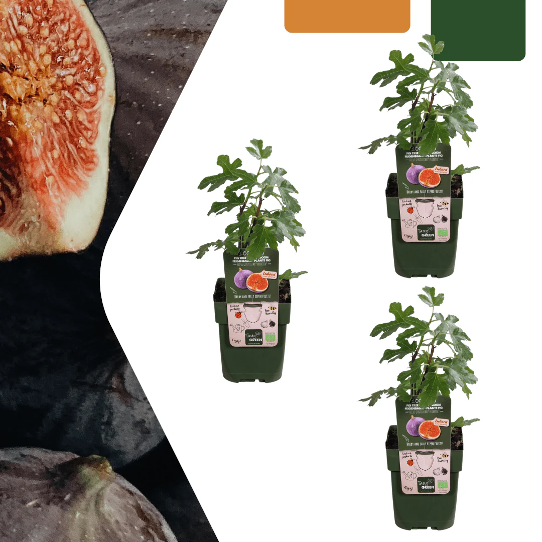 Miniatuur 1