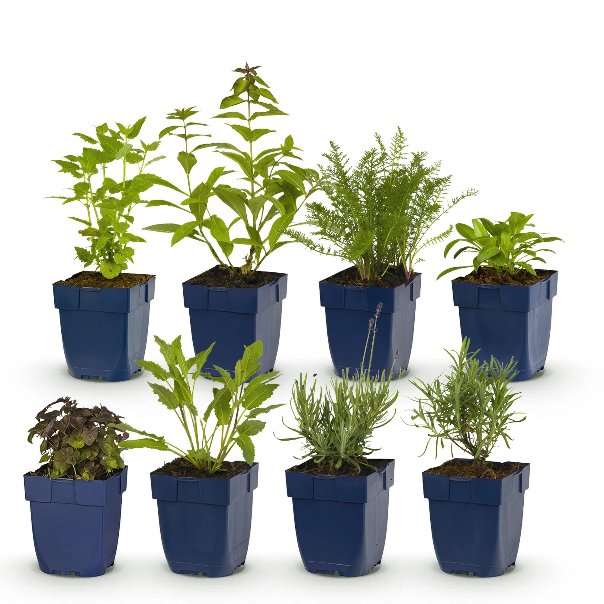 Miniatuur 2