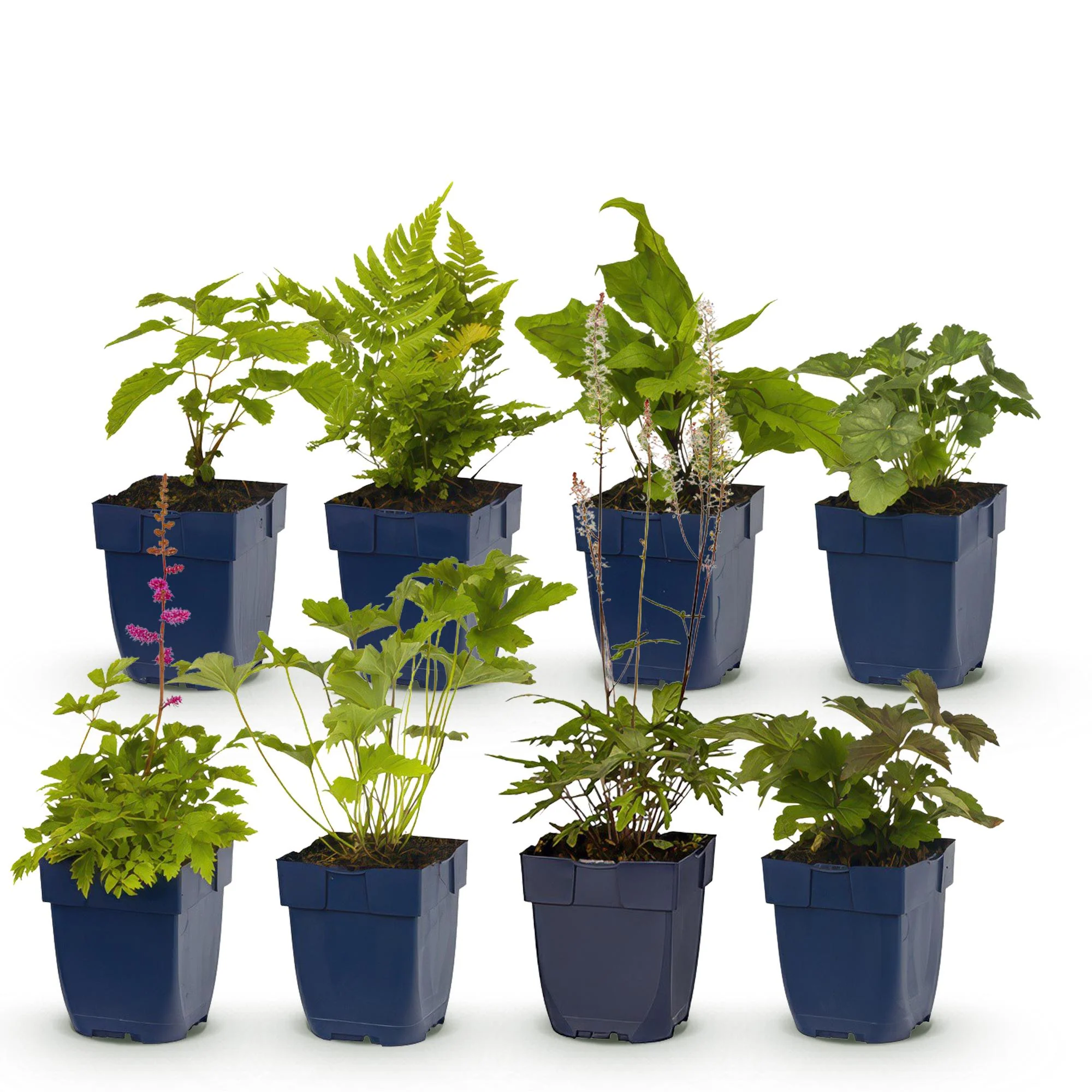 Miniatuur 2