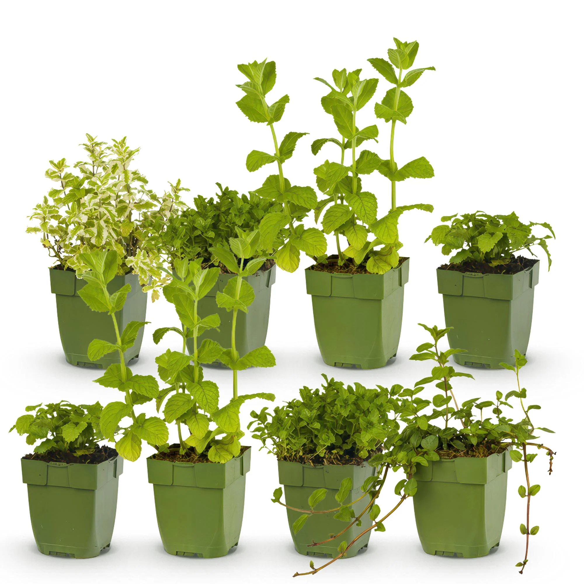 Miniatuur 2