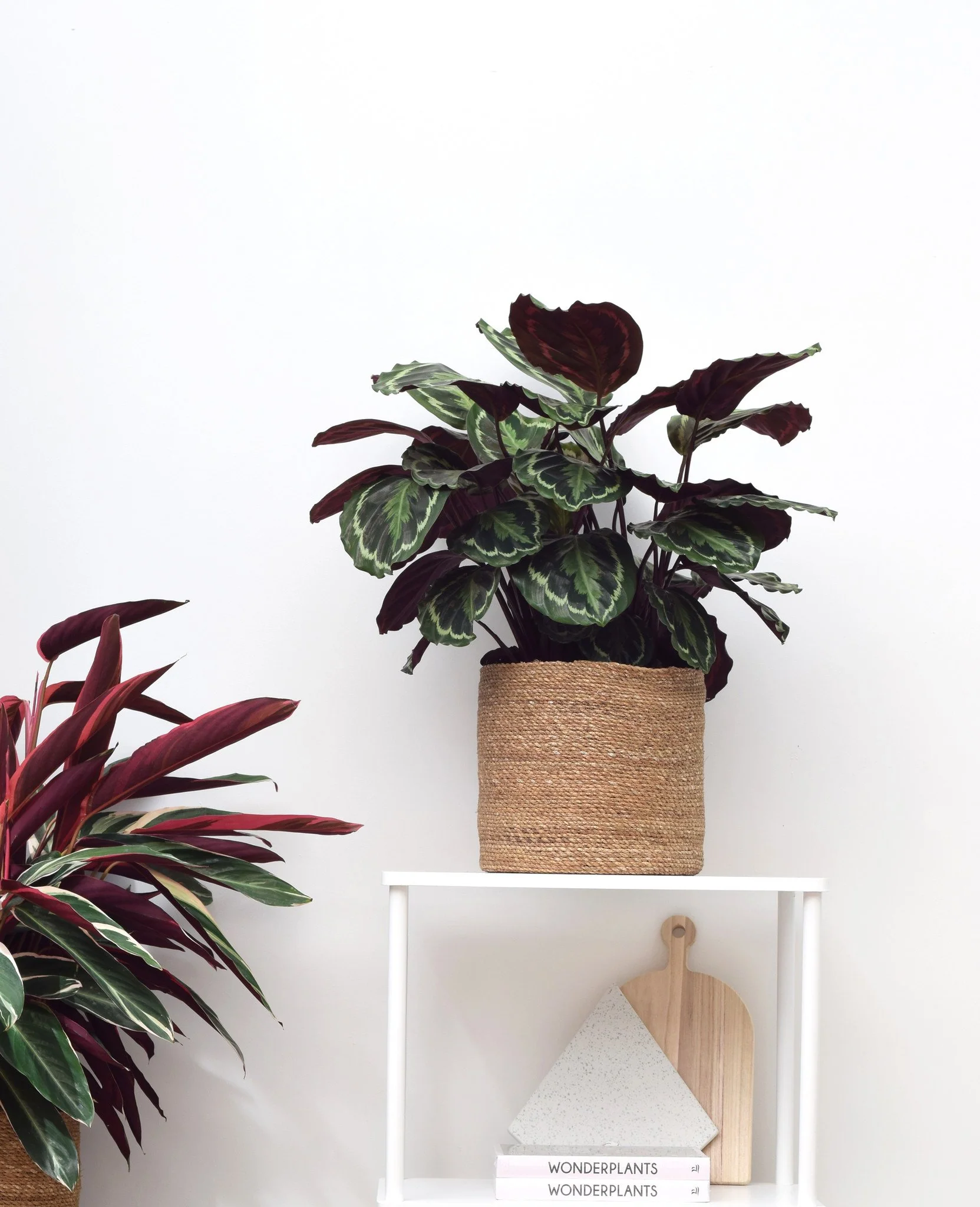 Miniatuur 2