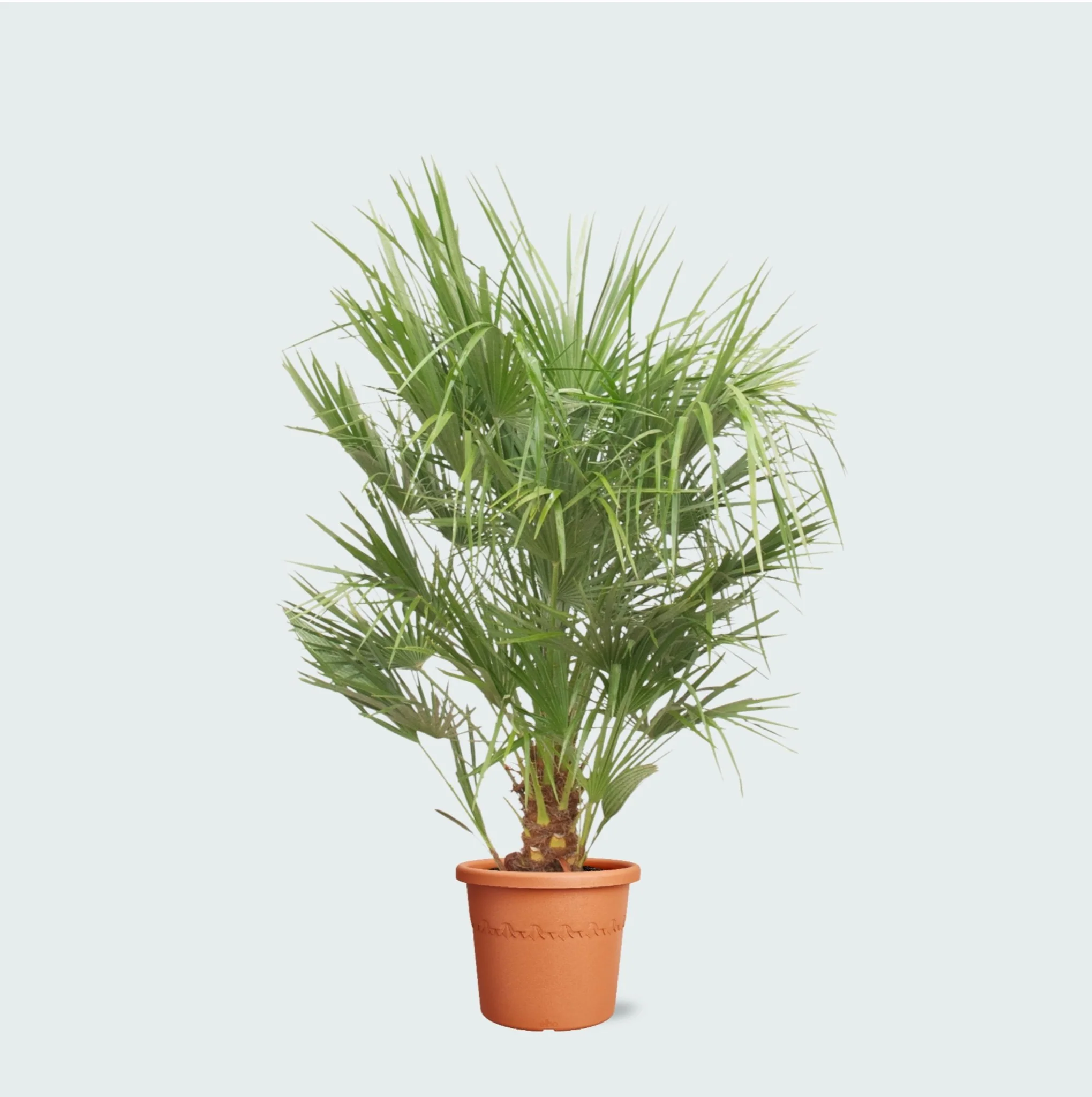 Miniatuur 1