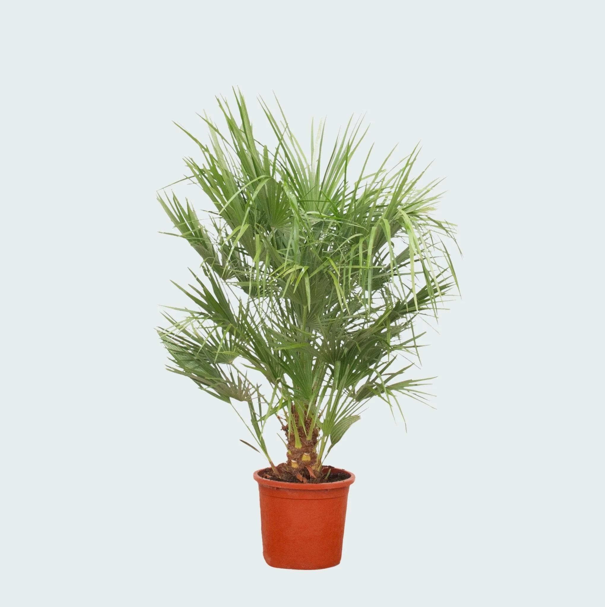 Miniatuur 2