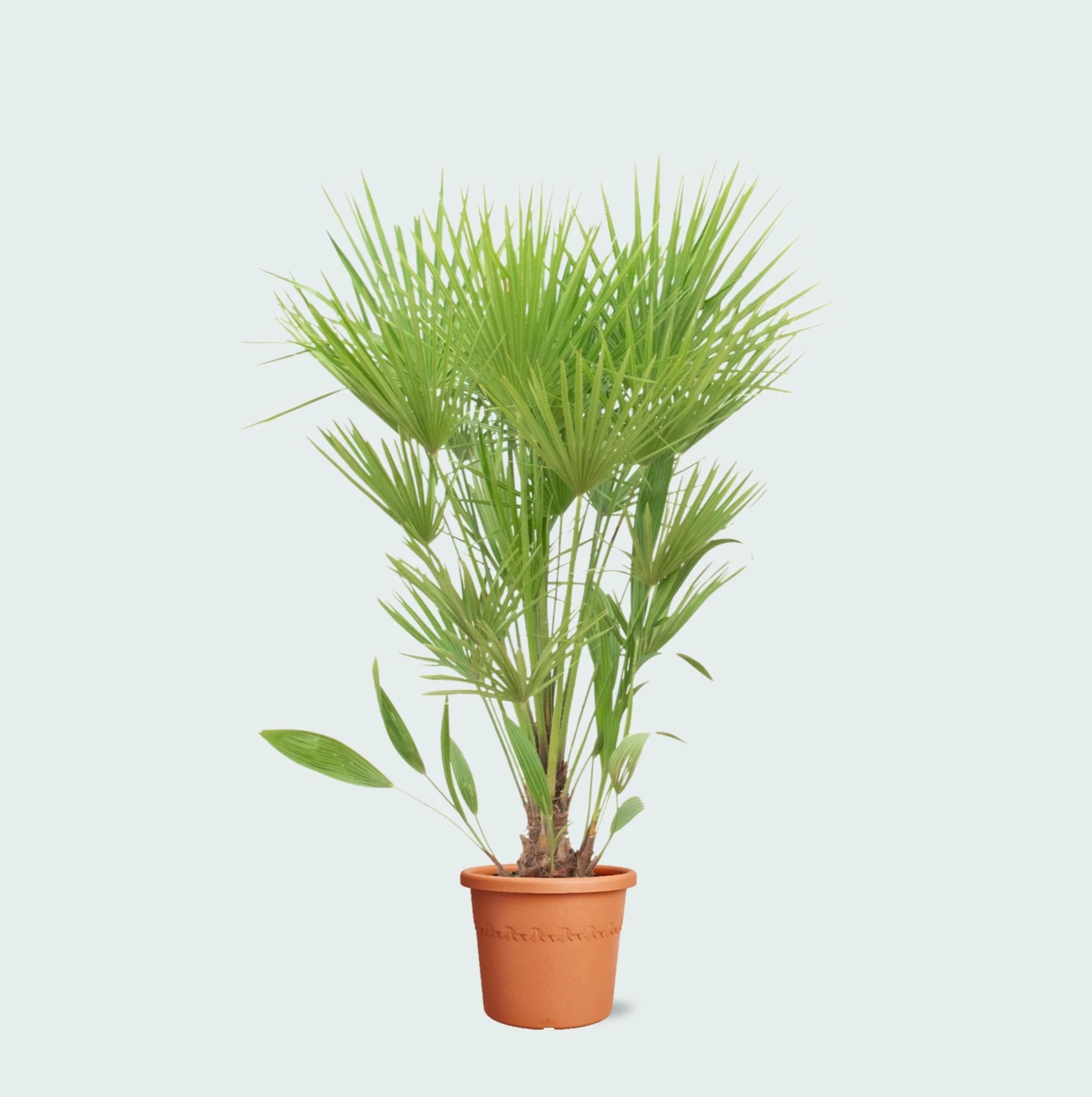 Miniatuur 1