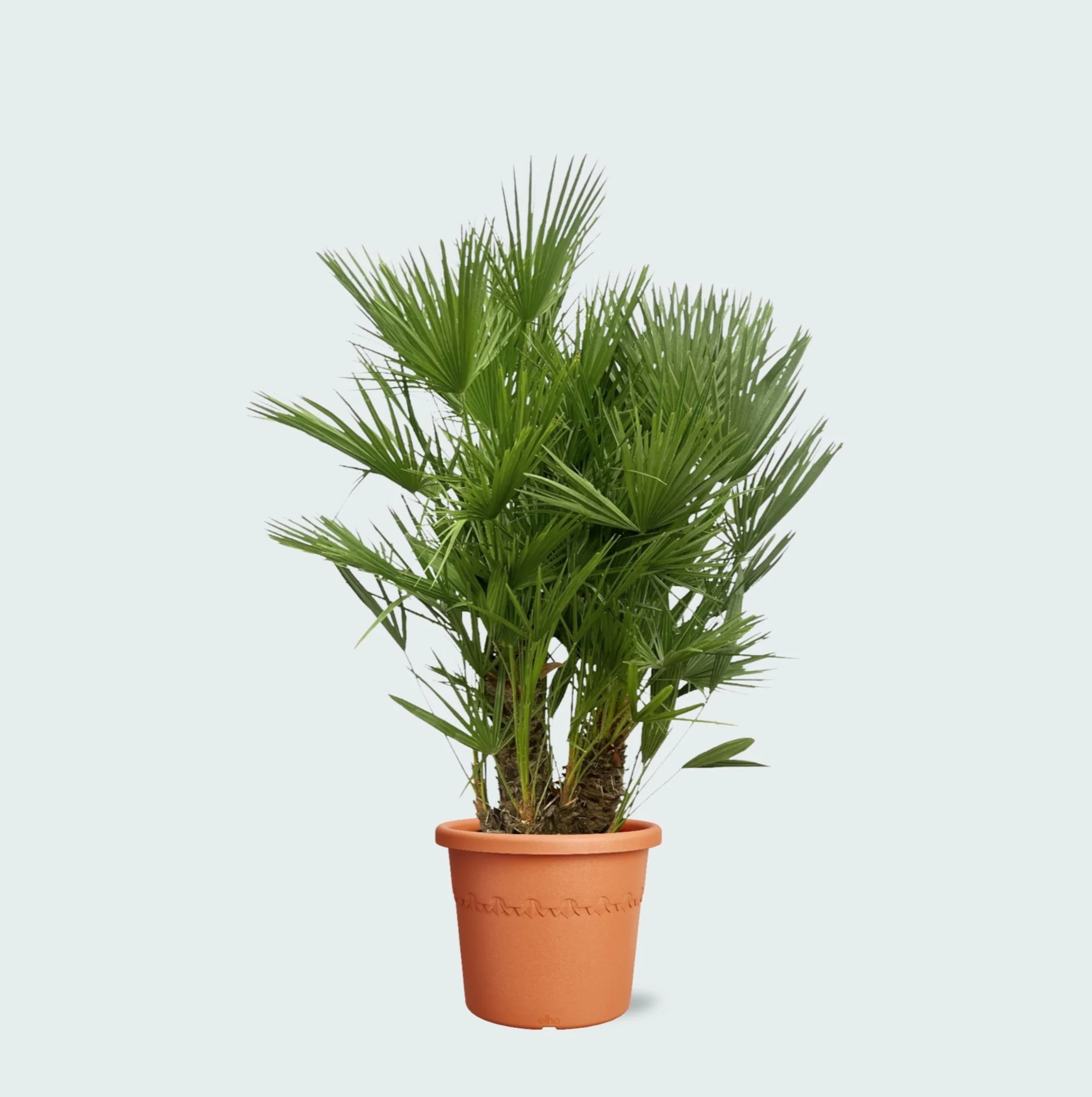 Miniatuur 1