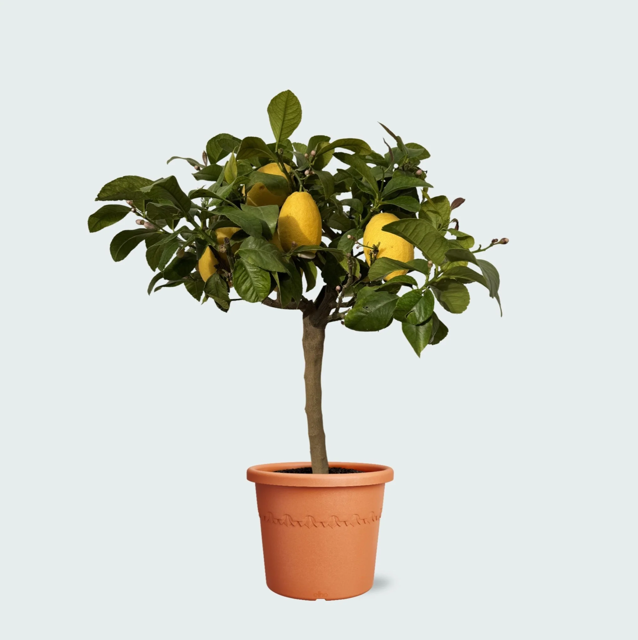 Miniatuur 1