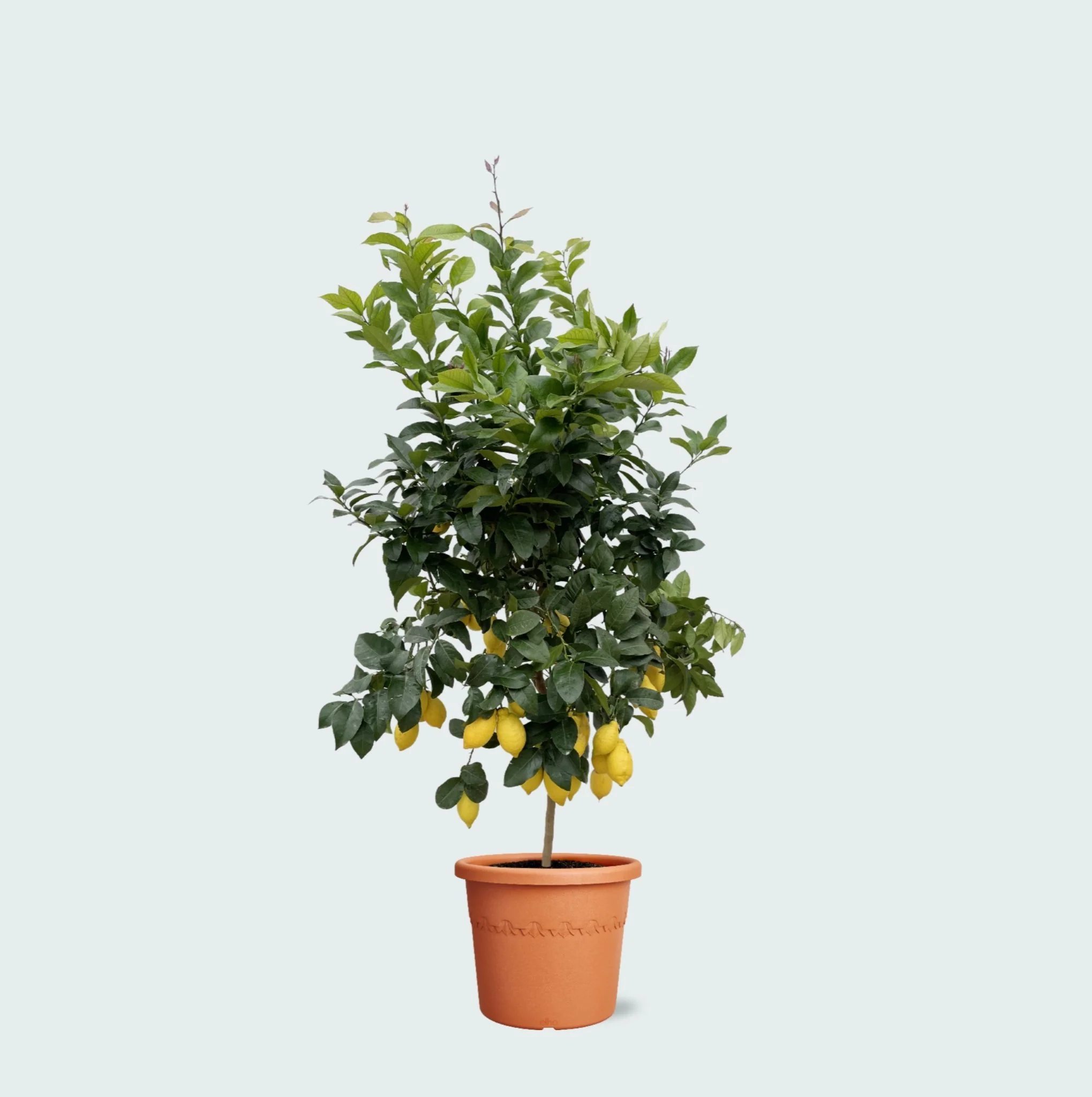 Miniatuur 1