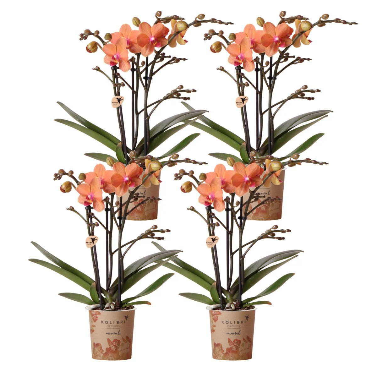 Miniatuur 1