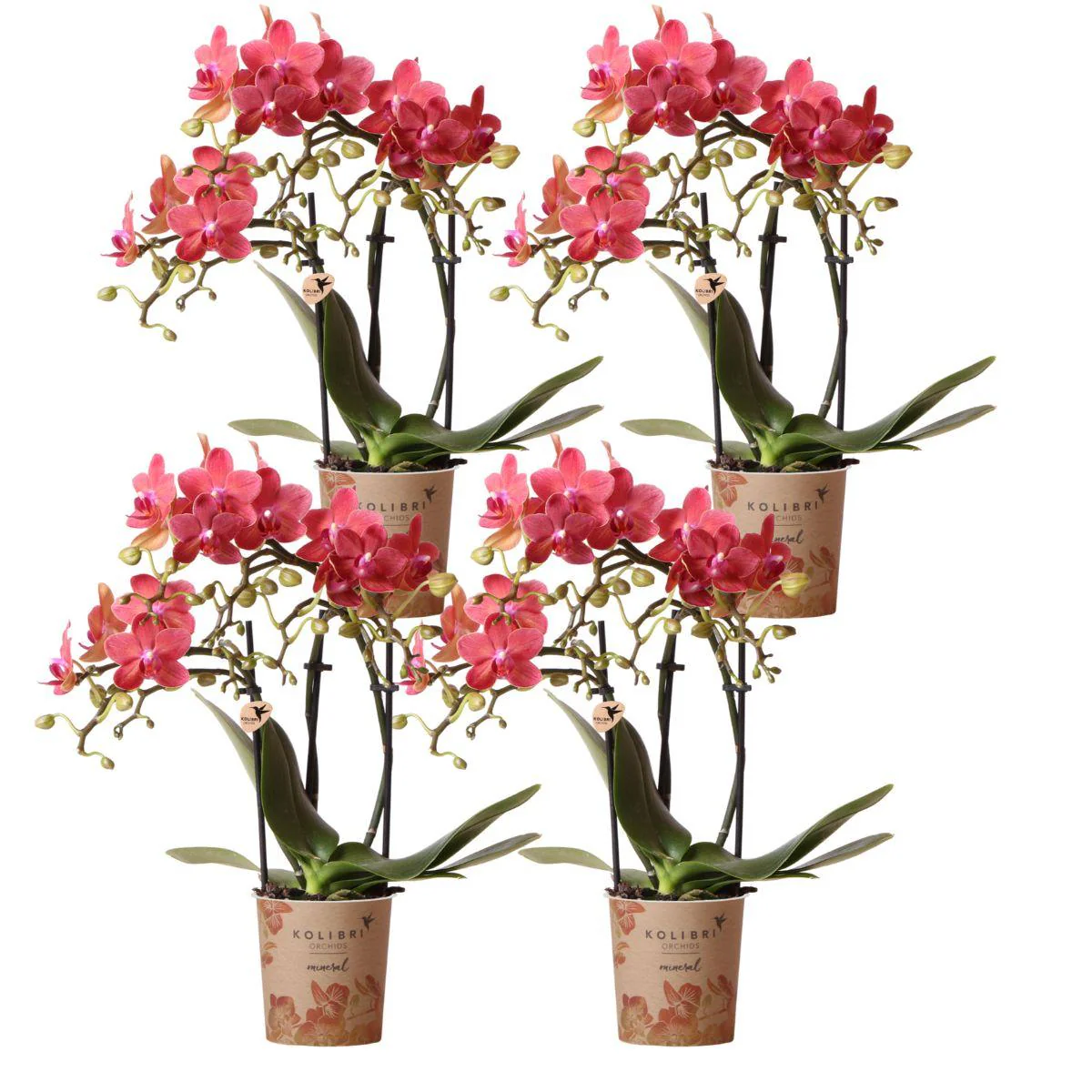 Miniatuur 2