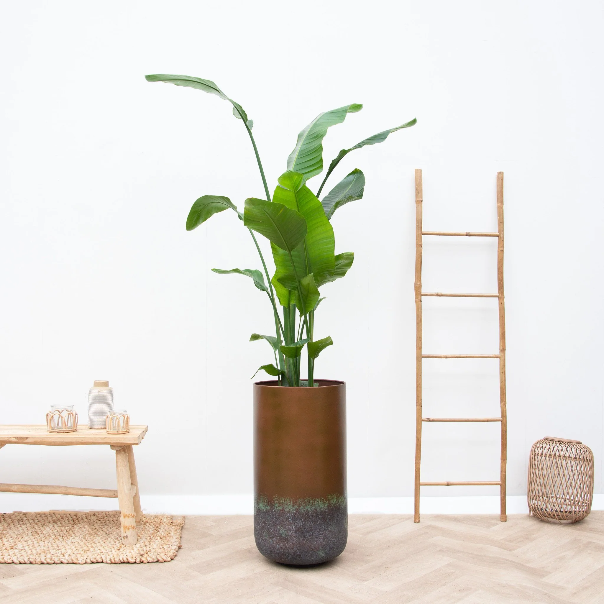 Miniatuur 1