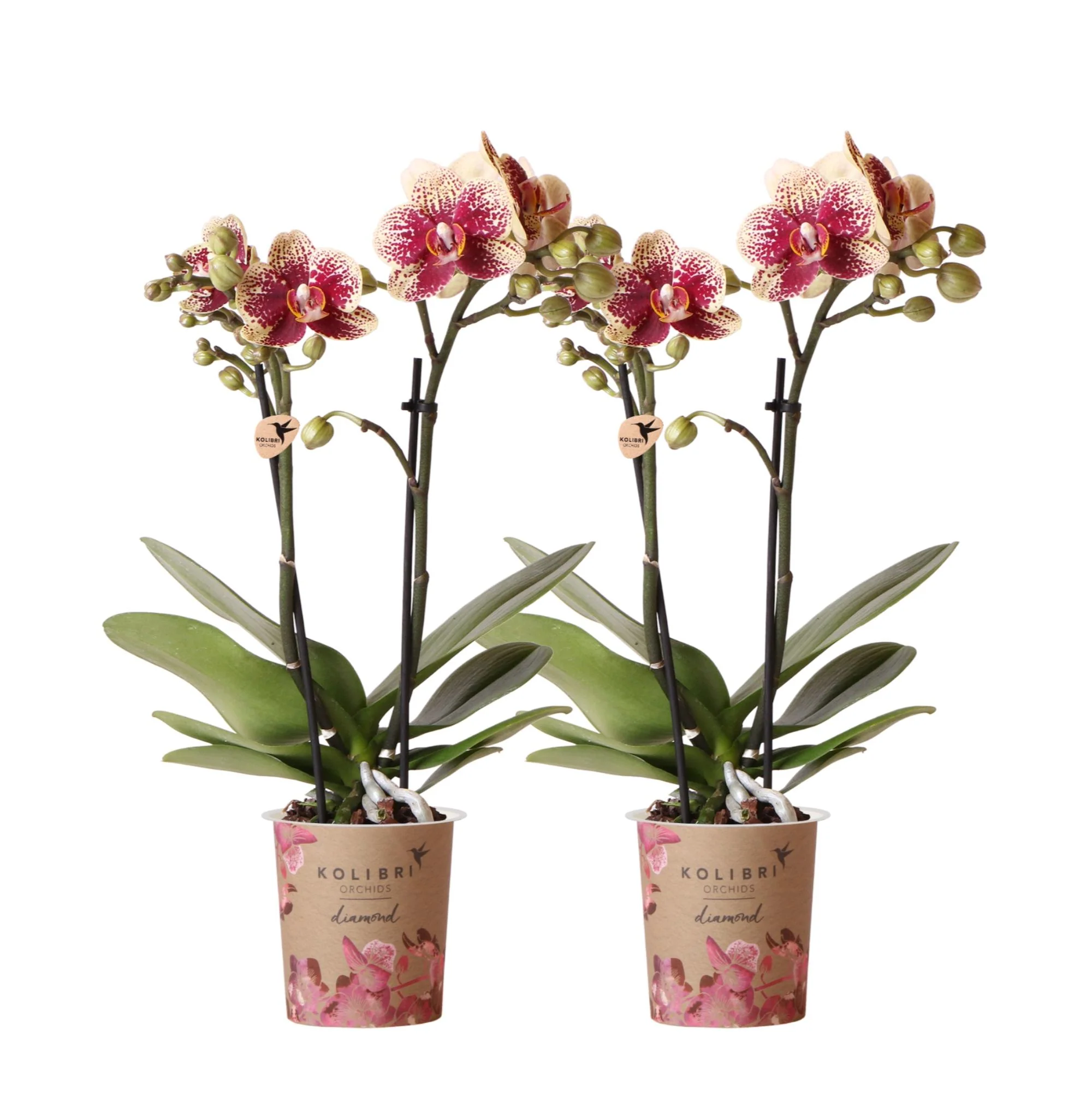 Miniatuur 1
