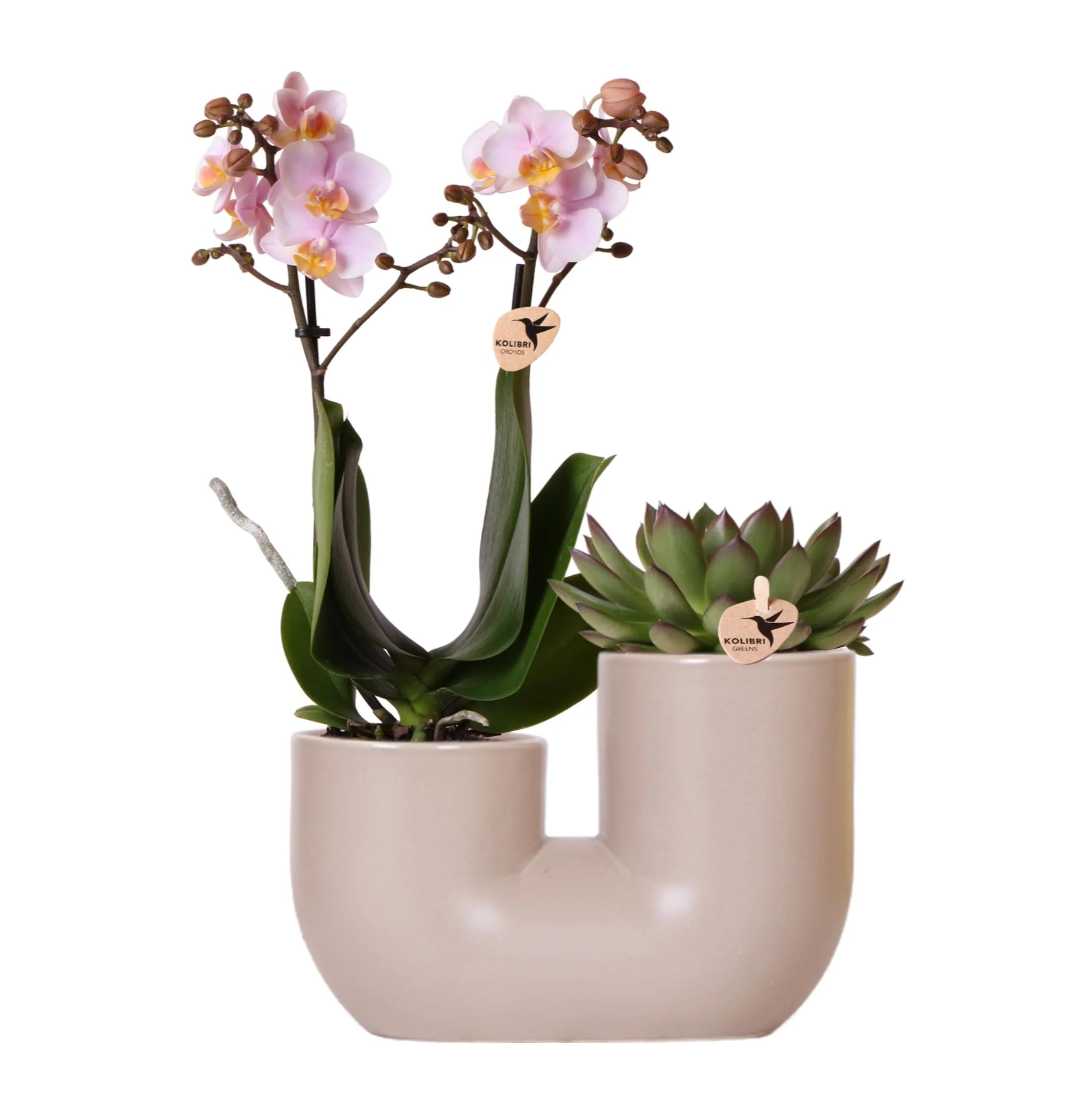 Miniatuur 1