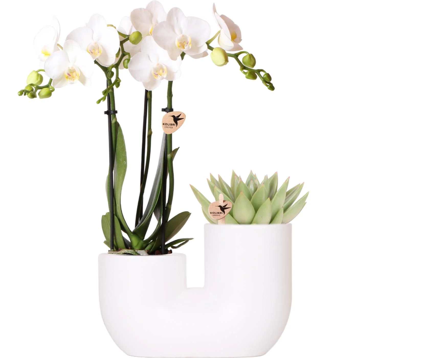 Miniatuur 2
