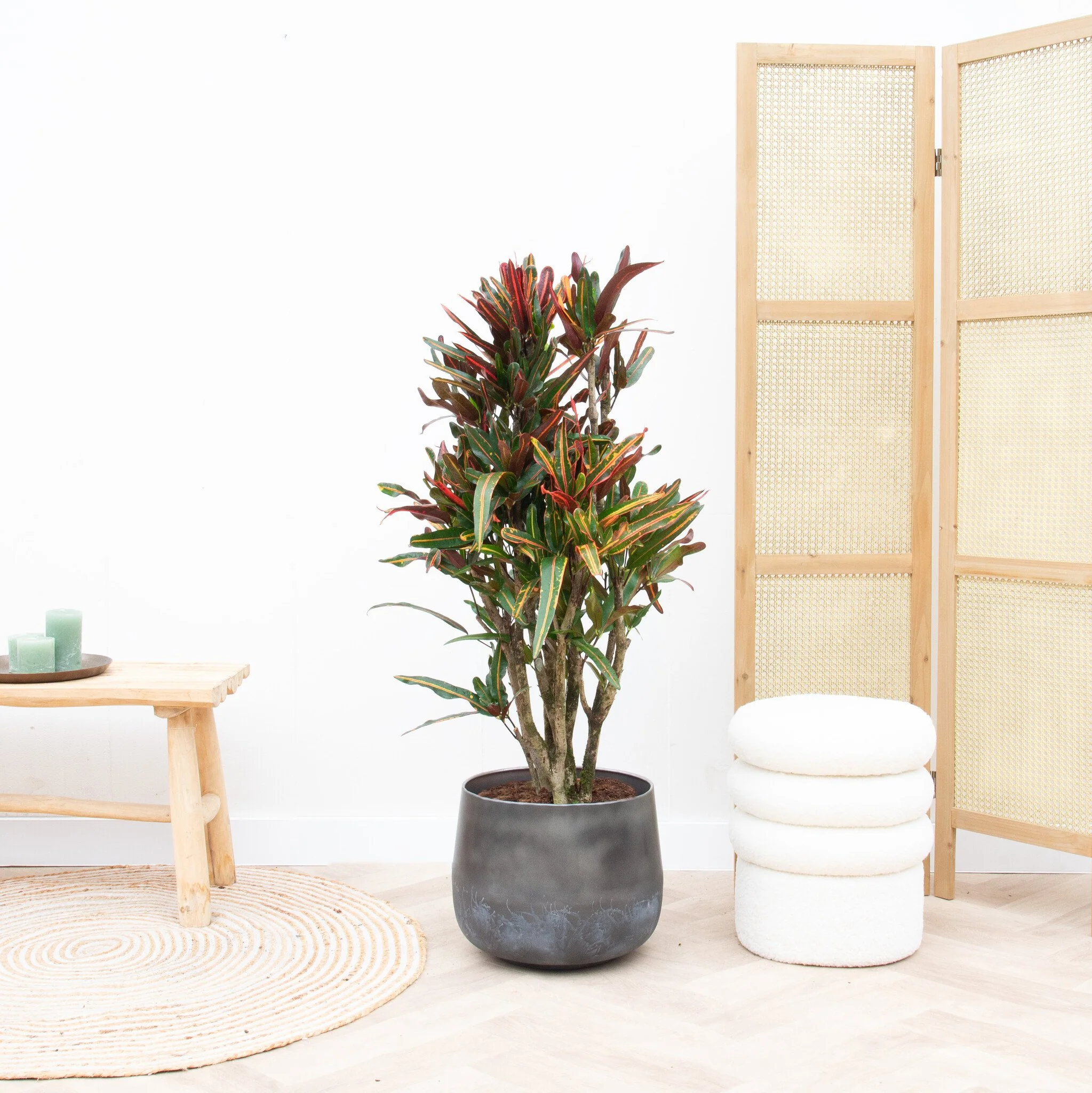 Miniatuur 1