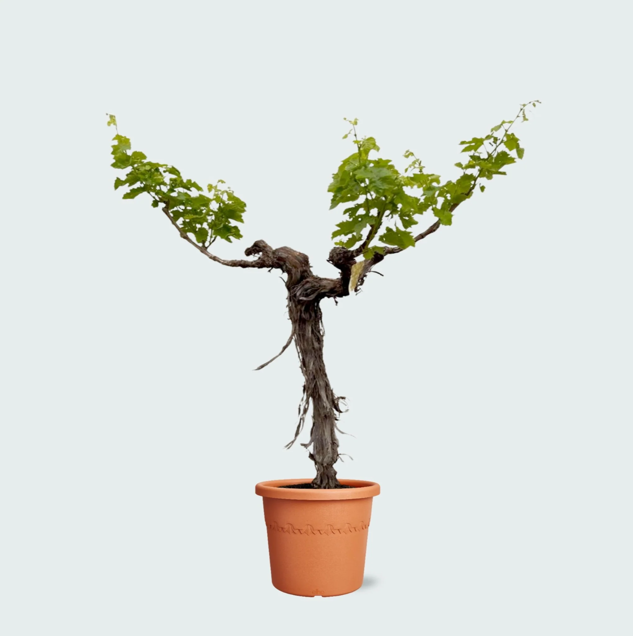 Miniatuur 1