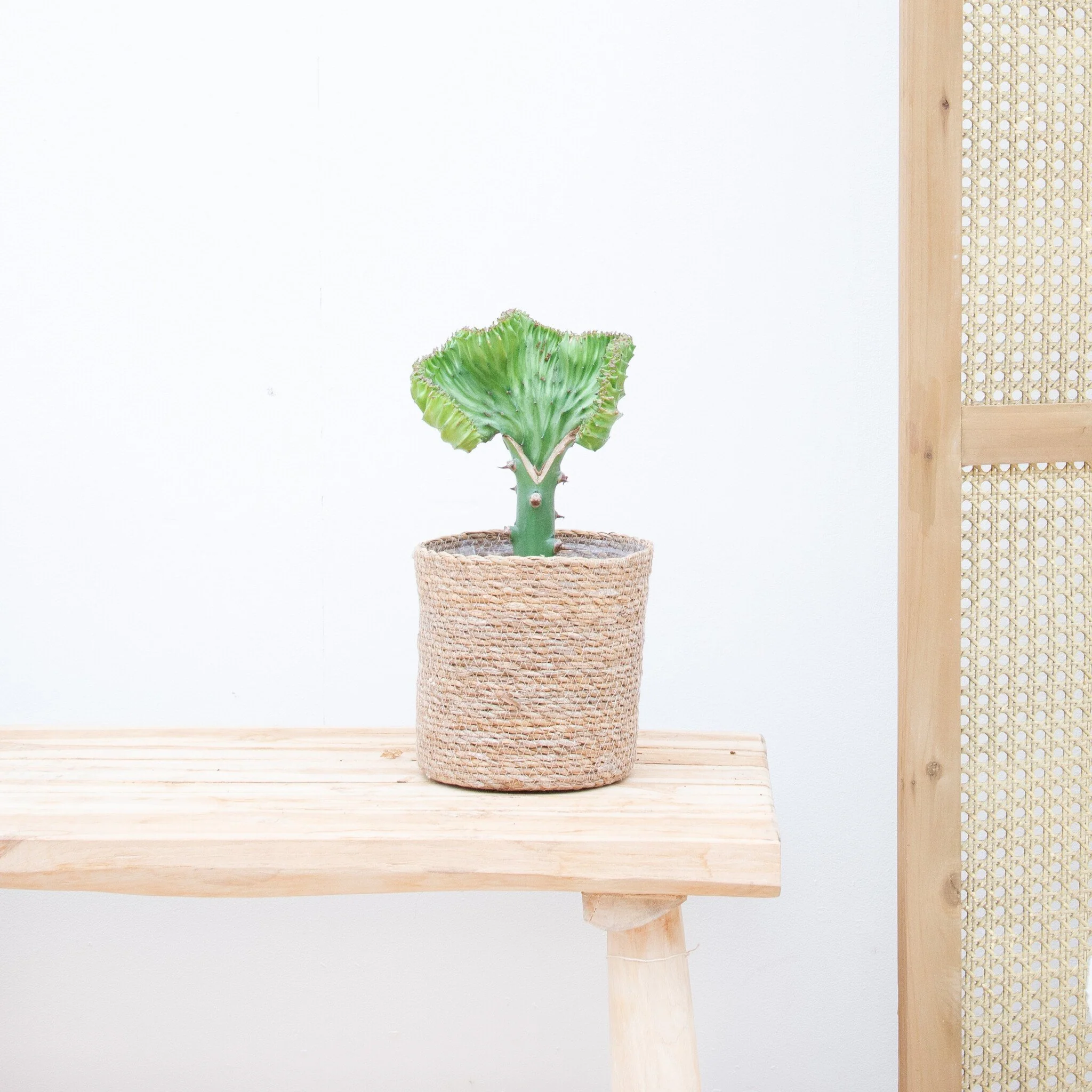 Miniatuur 2