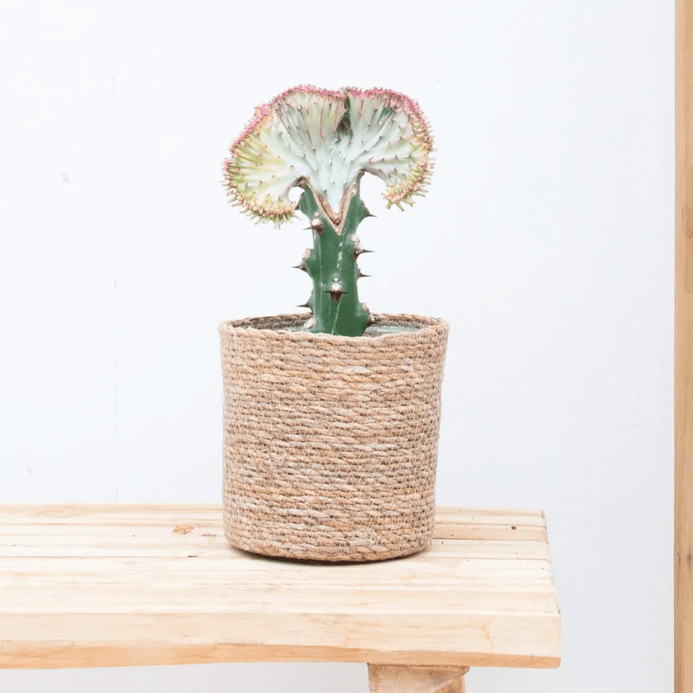 Miniatuur 1