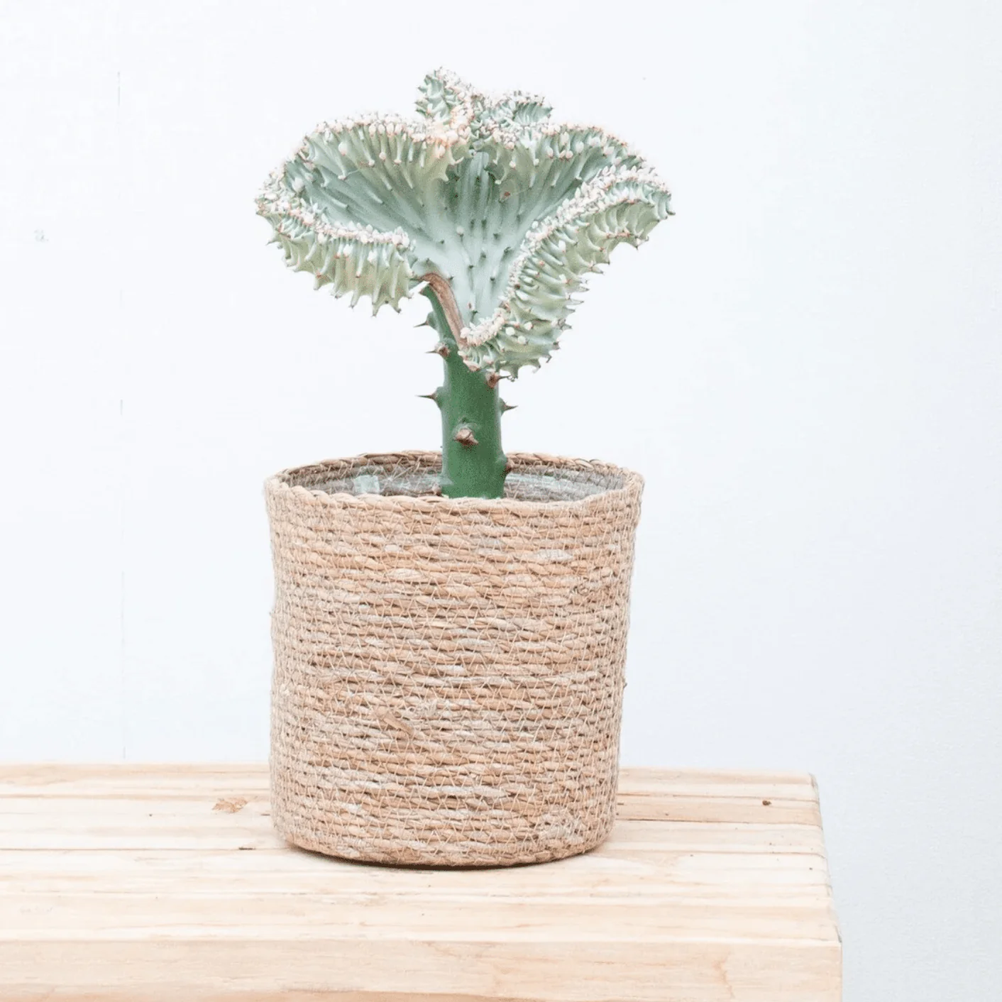 Miniatuur 1