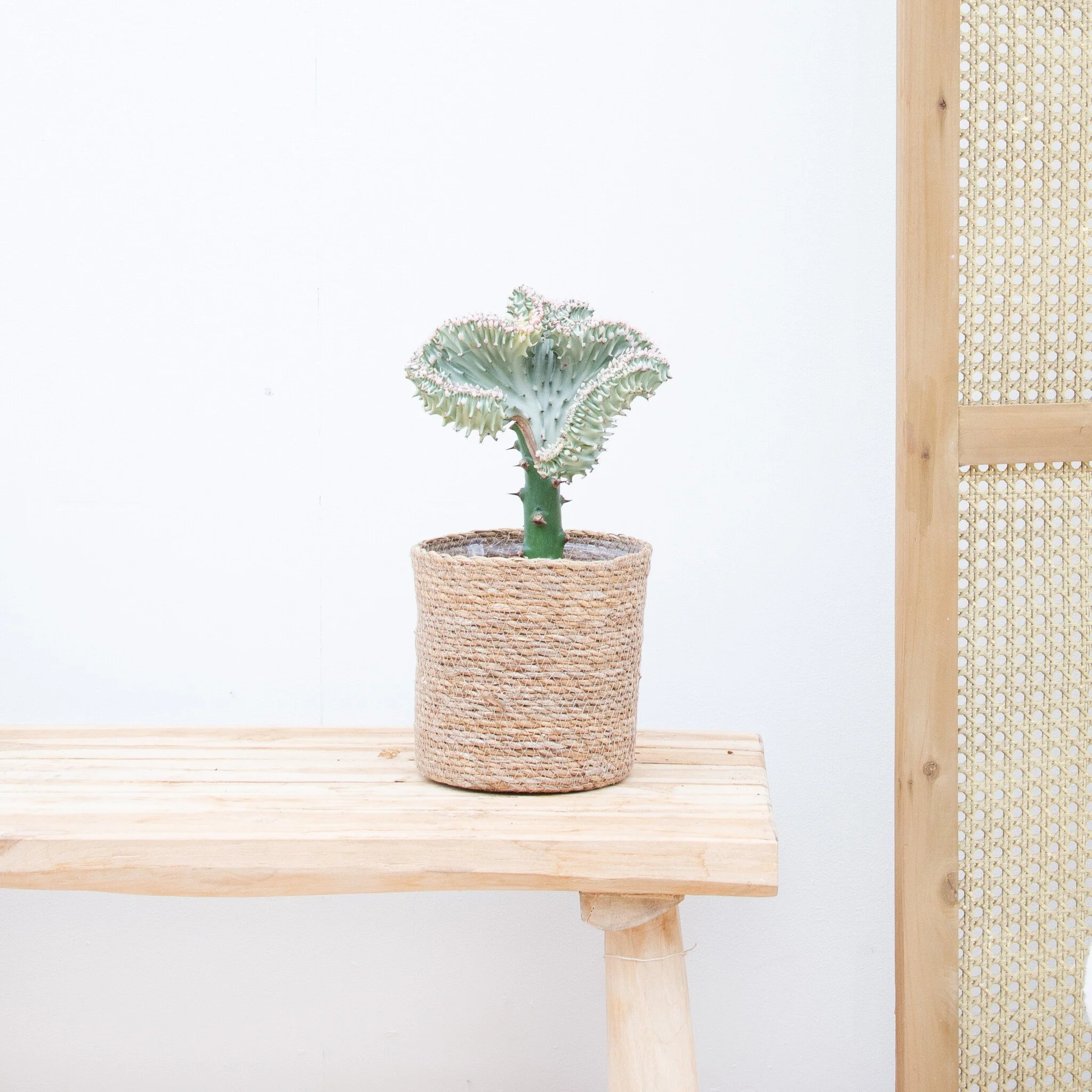 Miniatuur 2