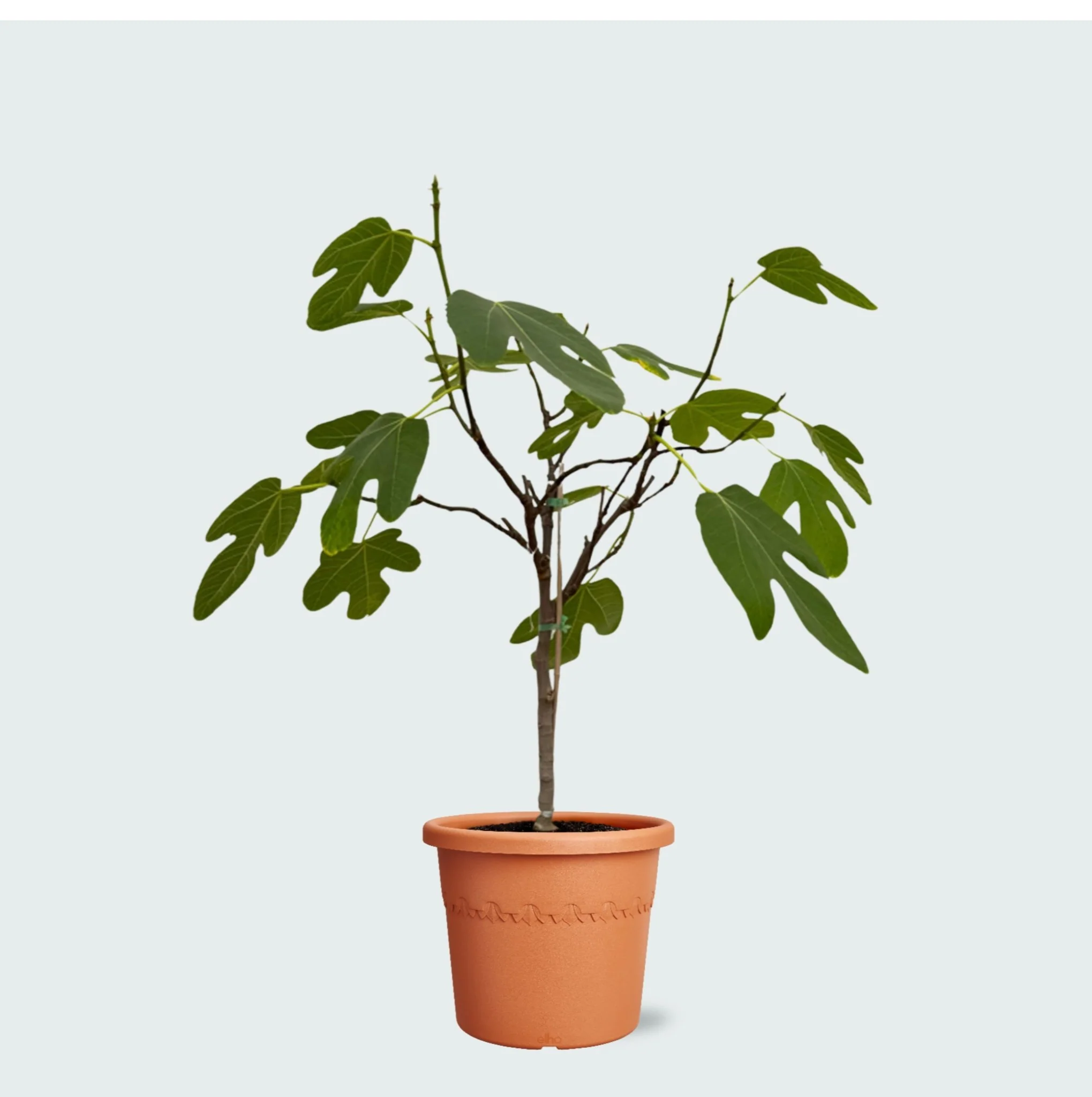 Miniatuur 1