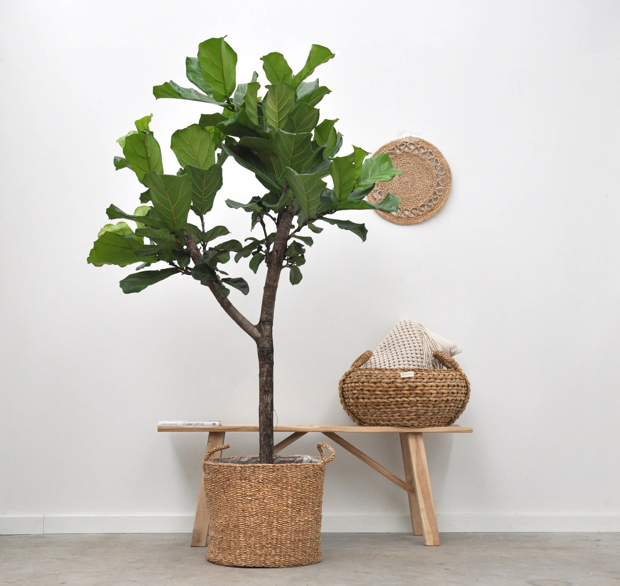 Miniatuur 2