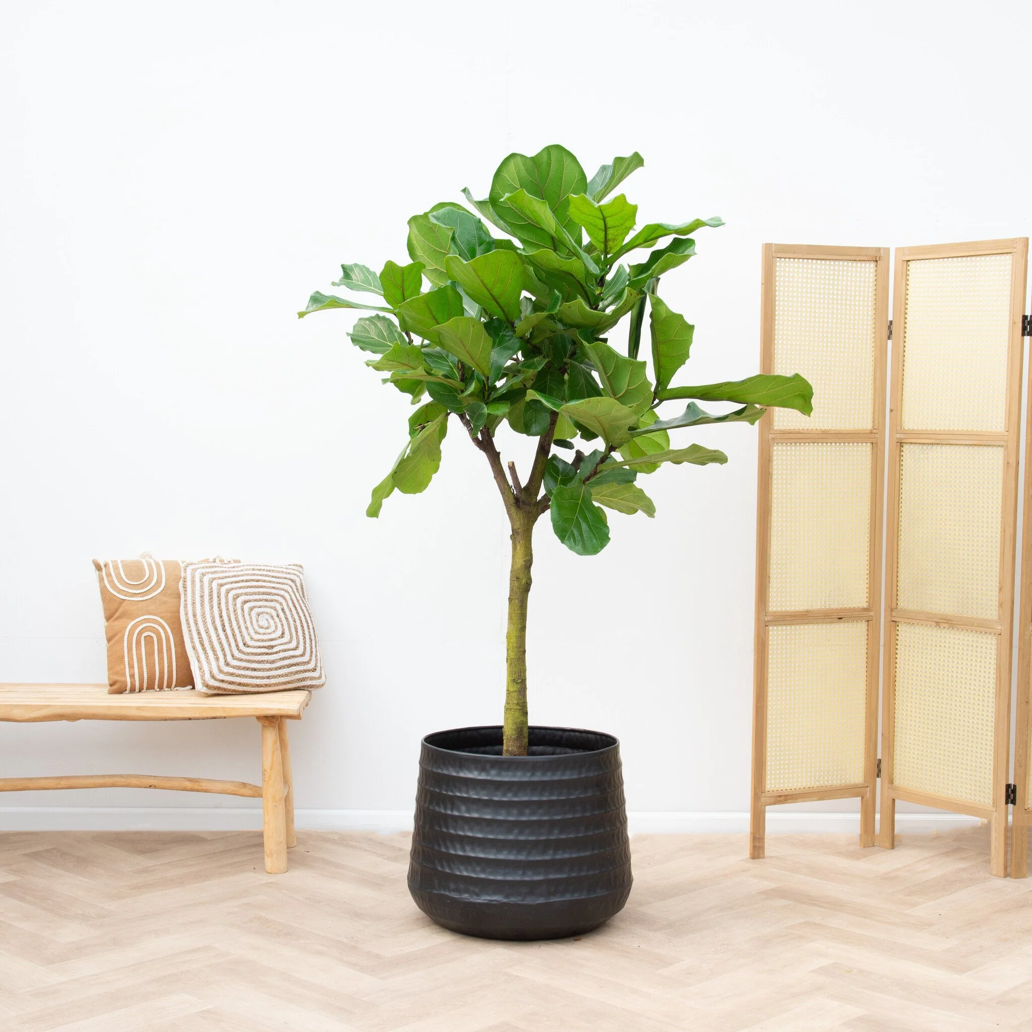 Miniatuur 2
