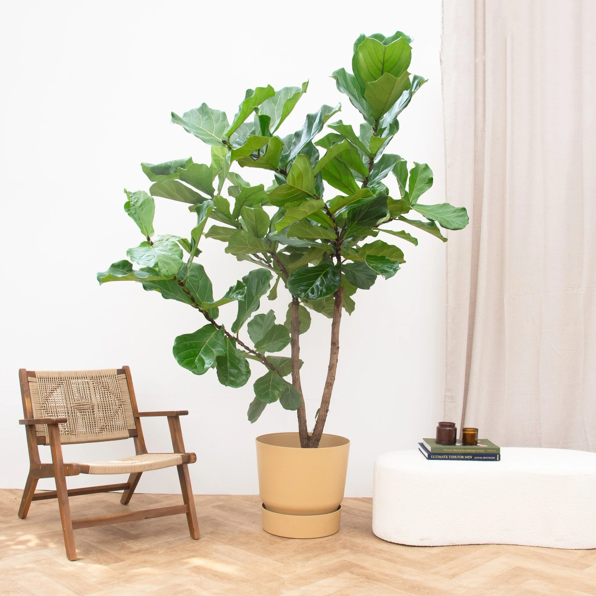 Miniatuur 1