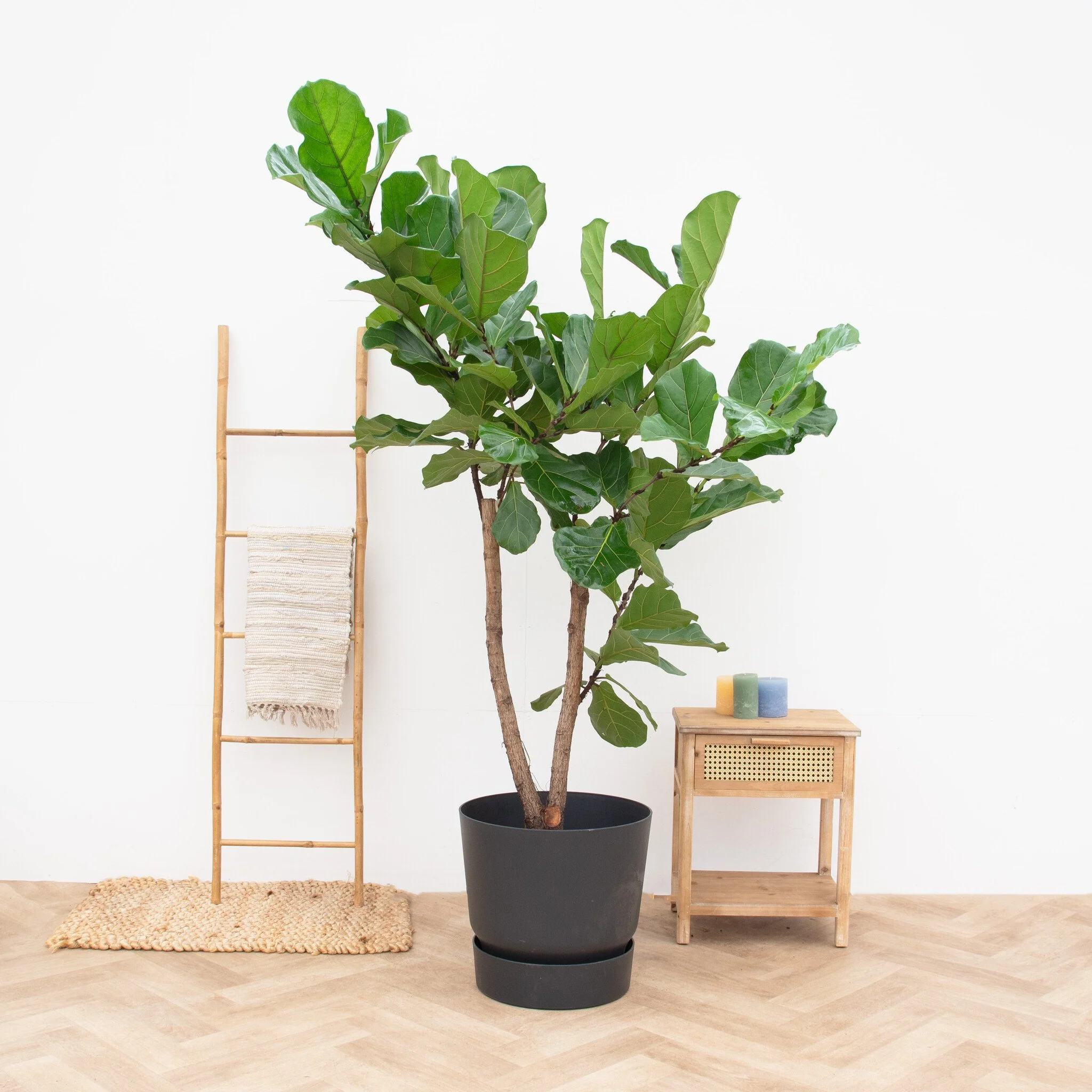 Miniatuur 2