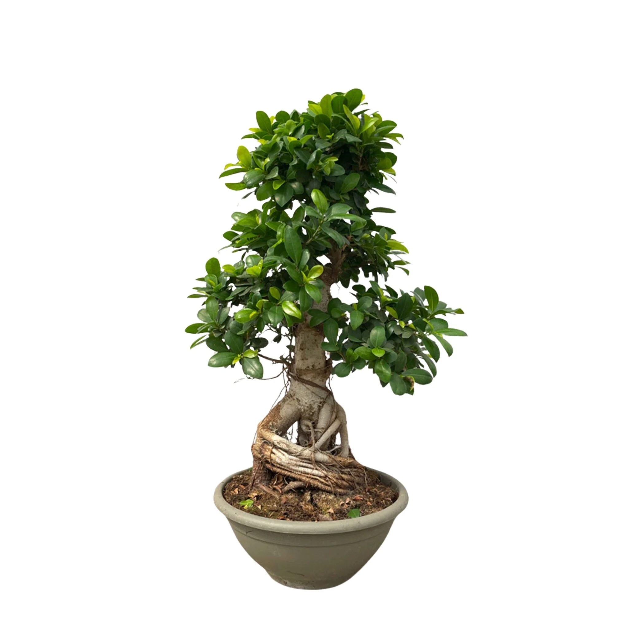 Miniatuur 2