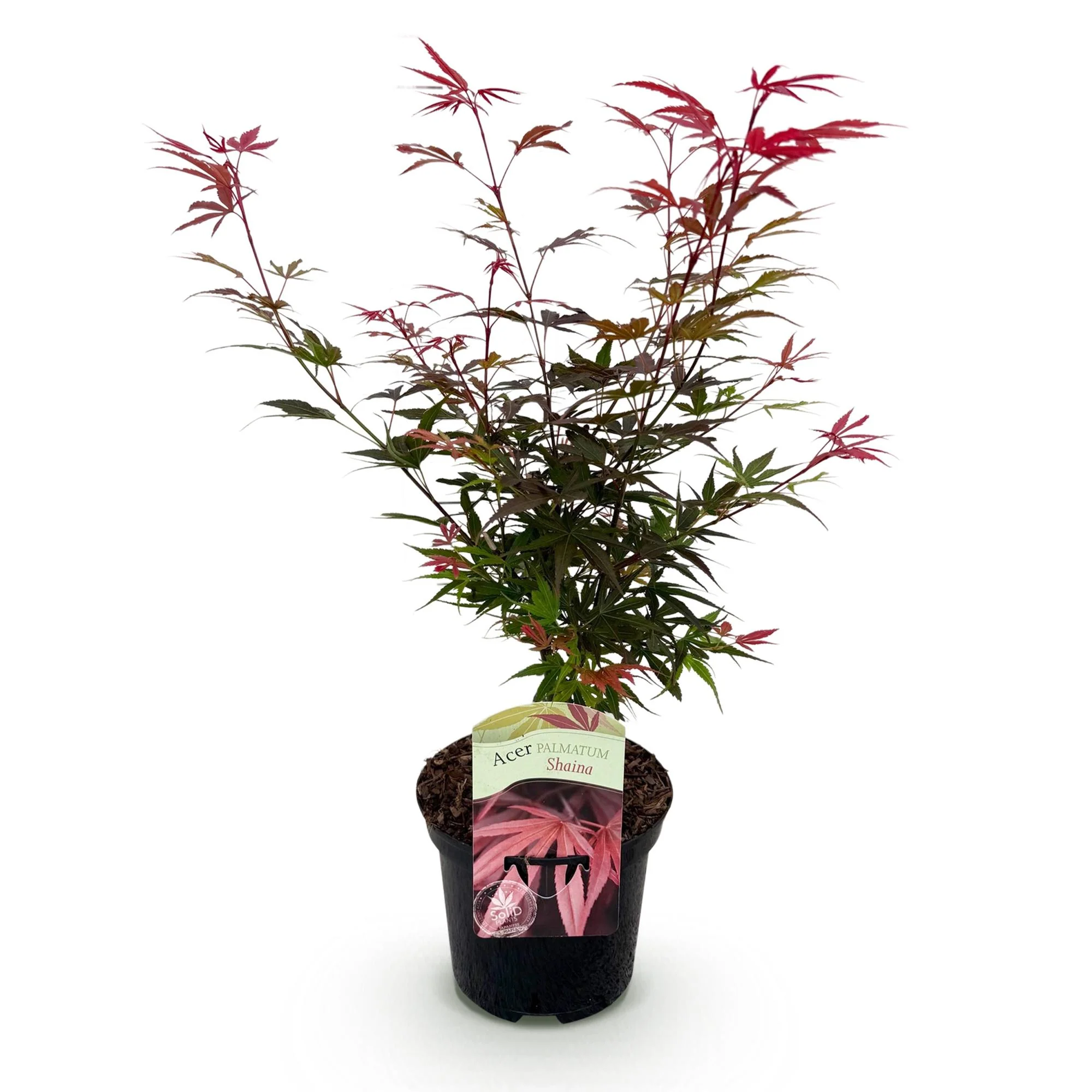 Miniatuur 2