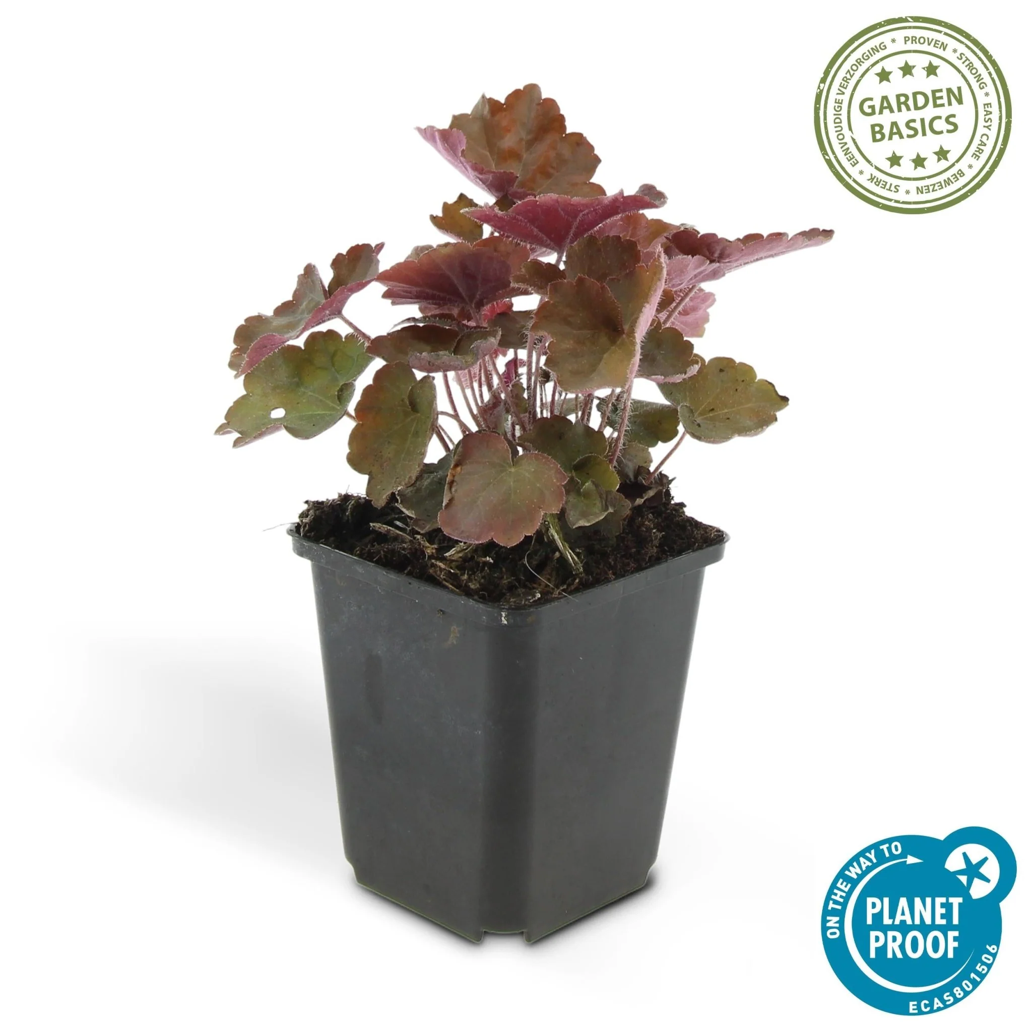 Miniatuur 2