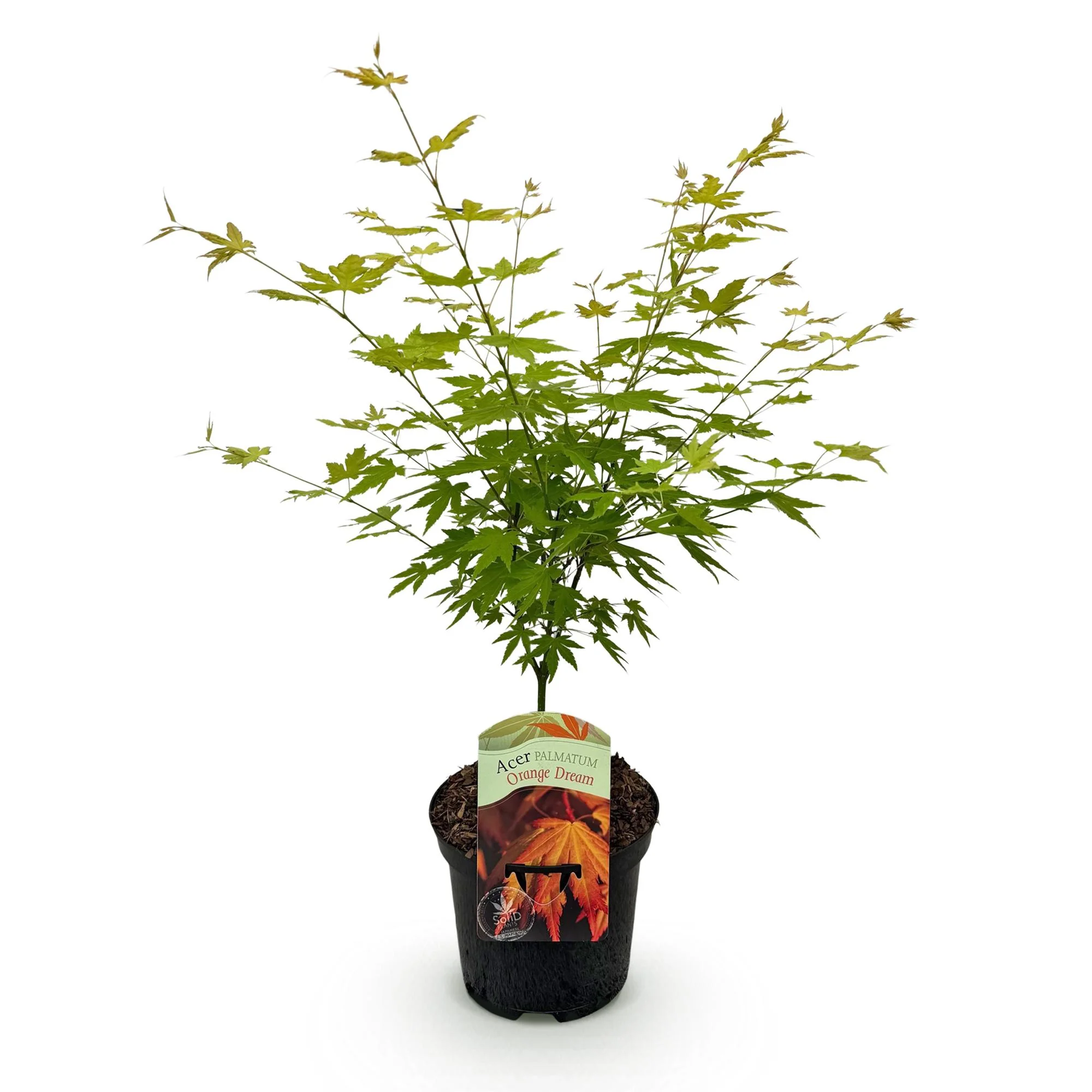 Miniatuur 2