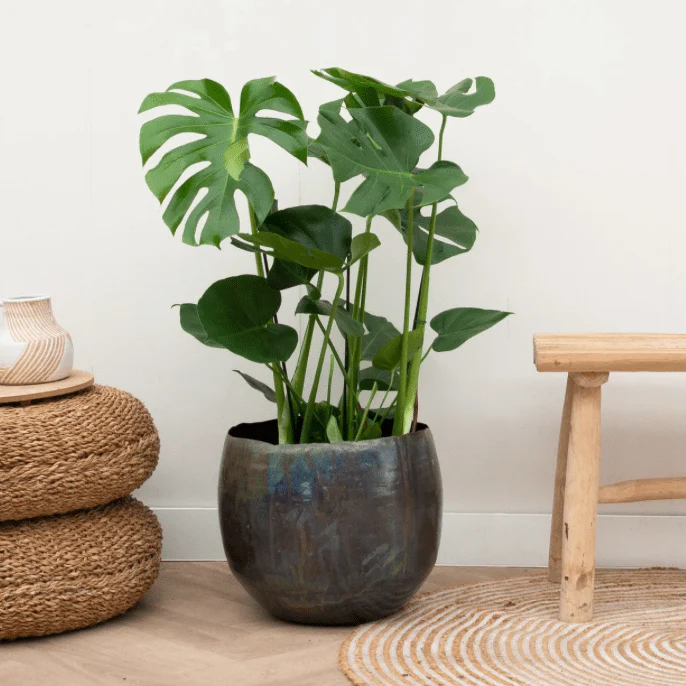 Miniatuur 1