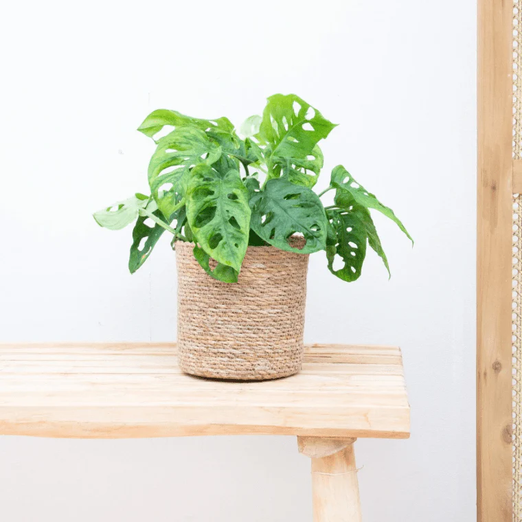 Miniatuur 1