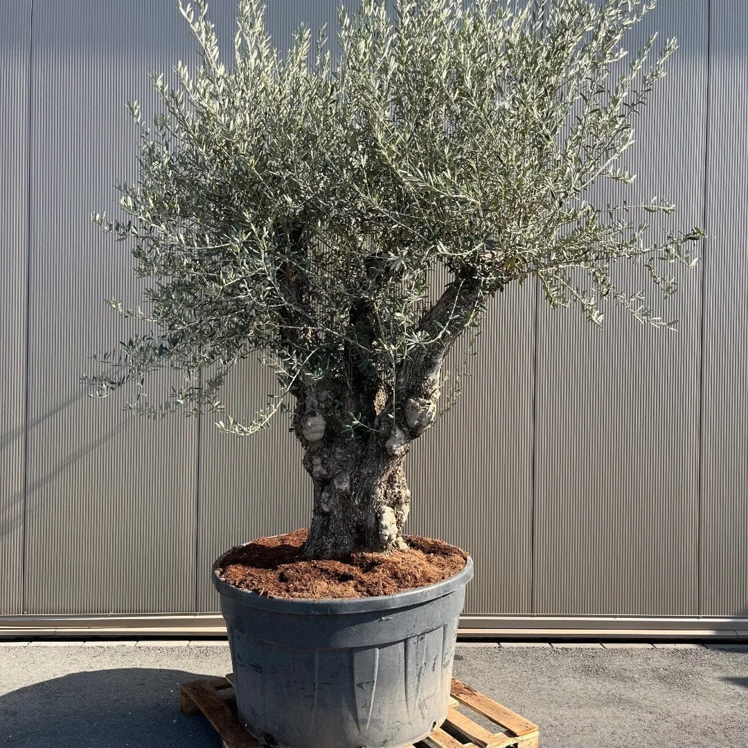 Miniatuur 2