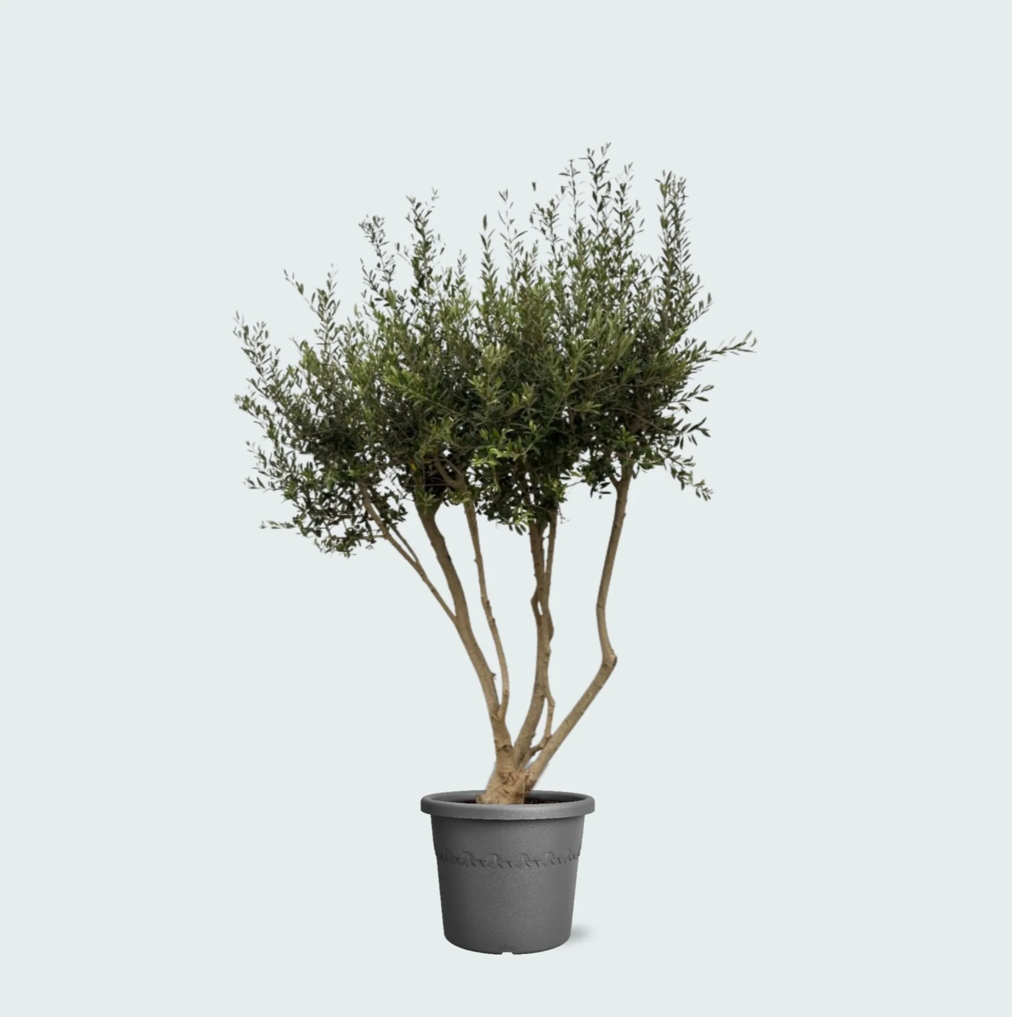 Miniatuur 1