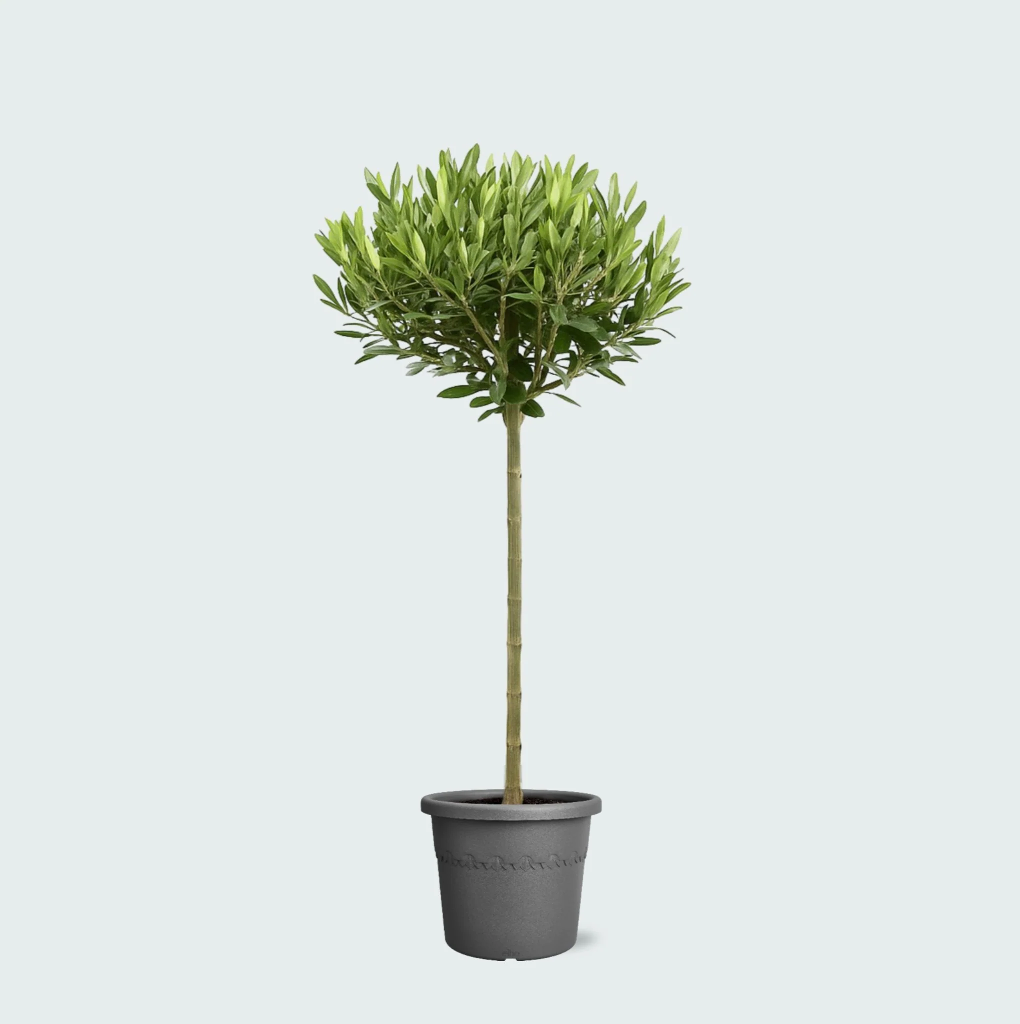 Miniatuur 1