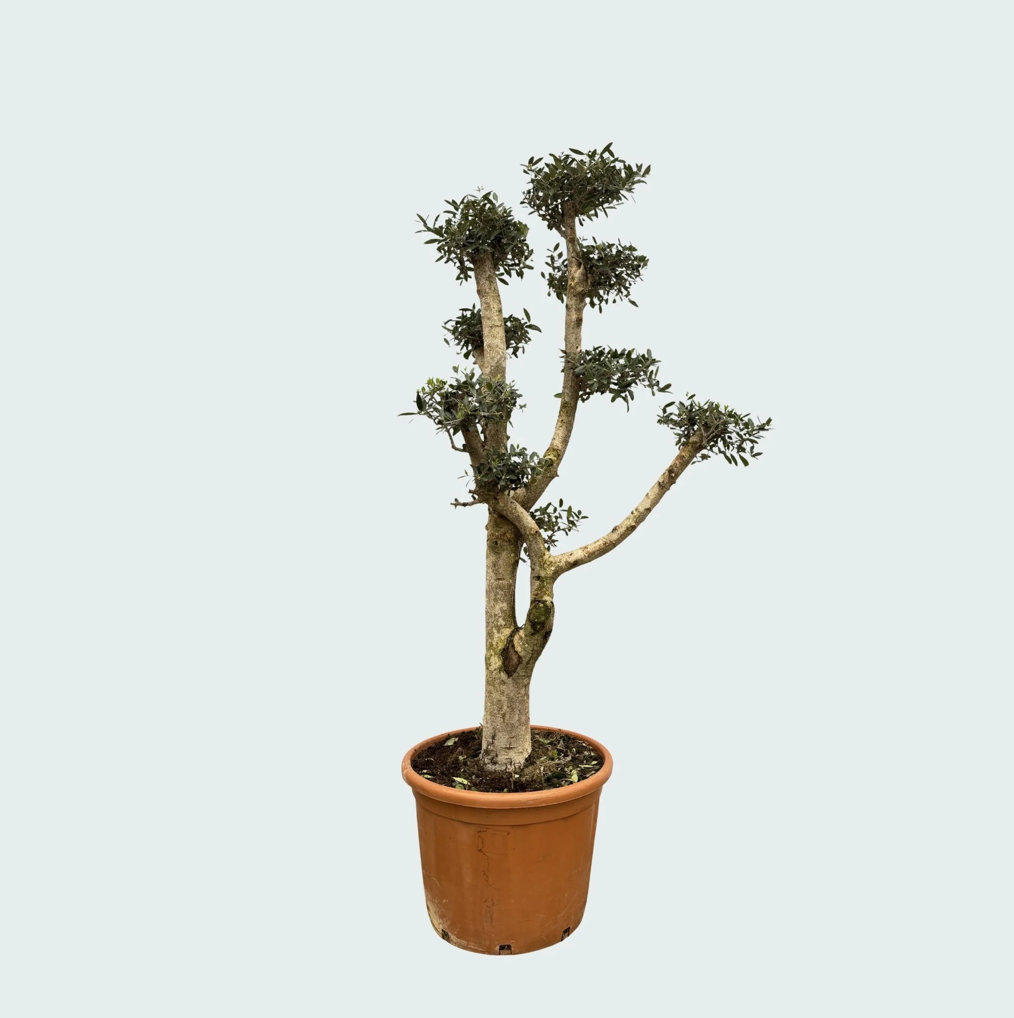 Miniatuur 2