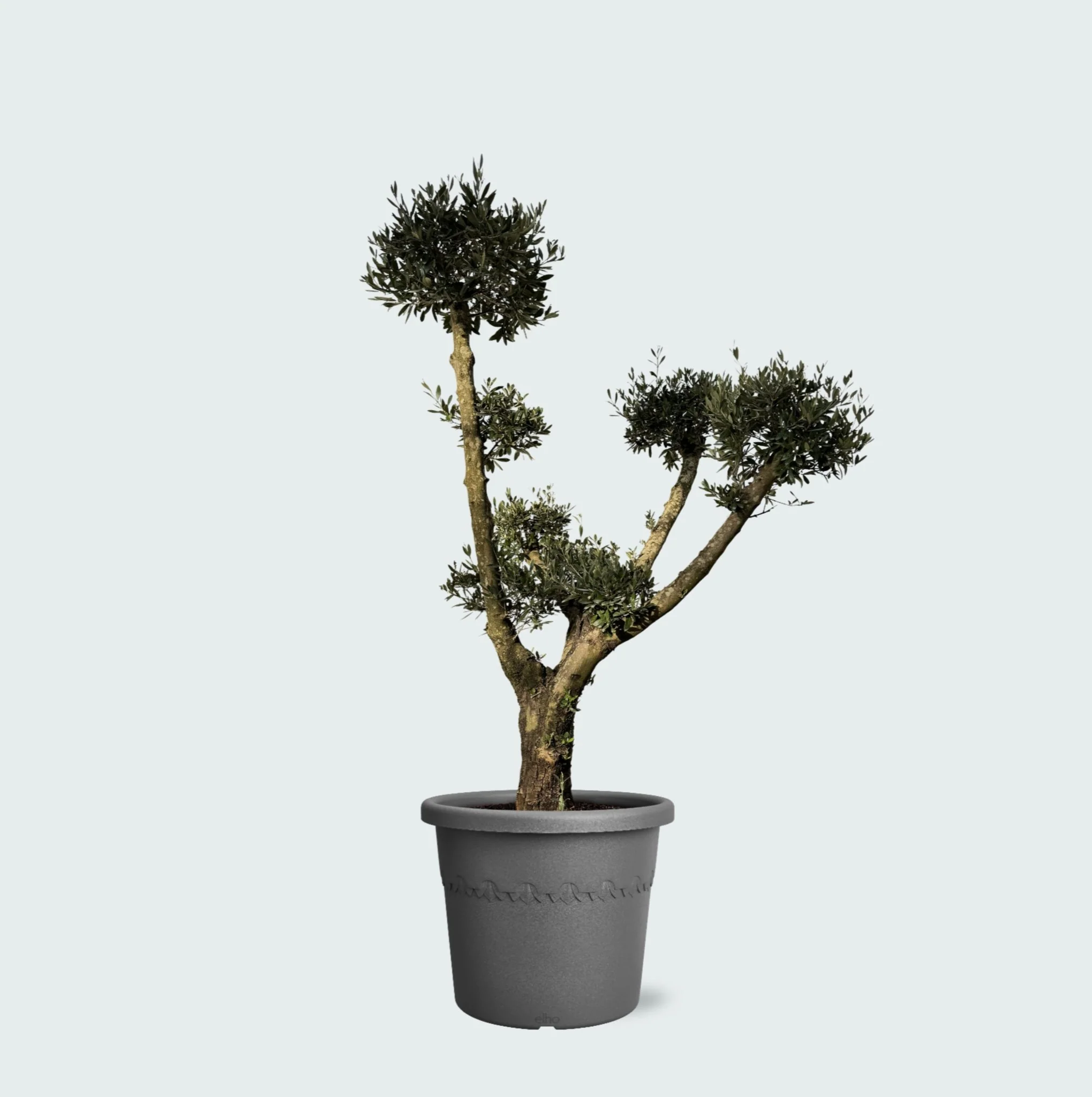 Miniatuur 1