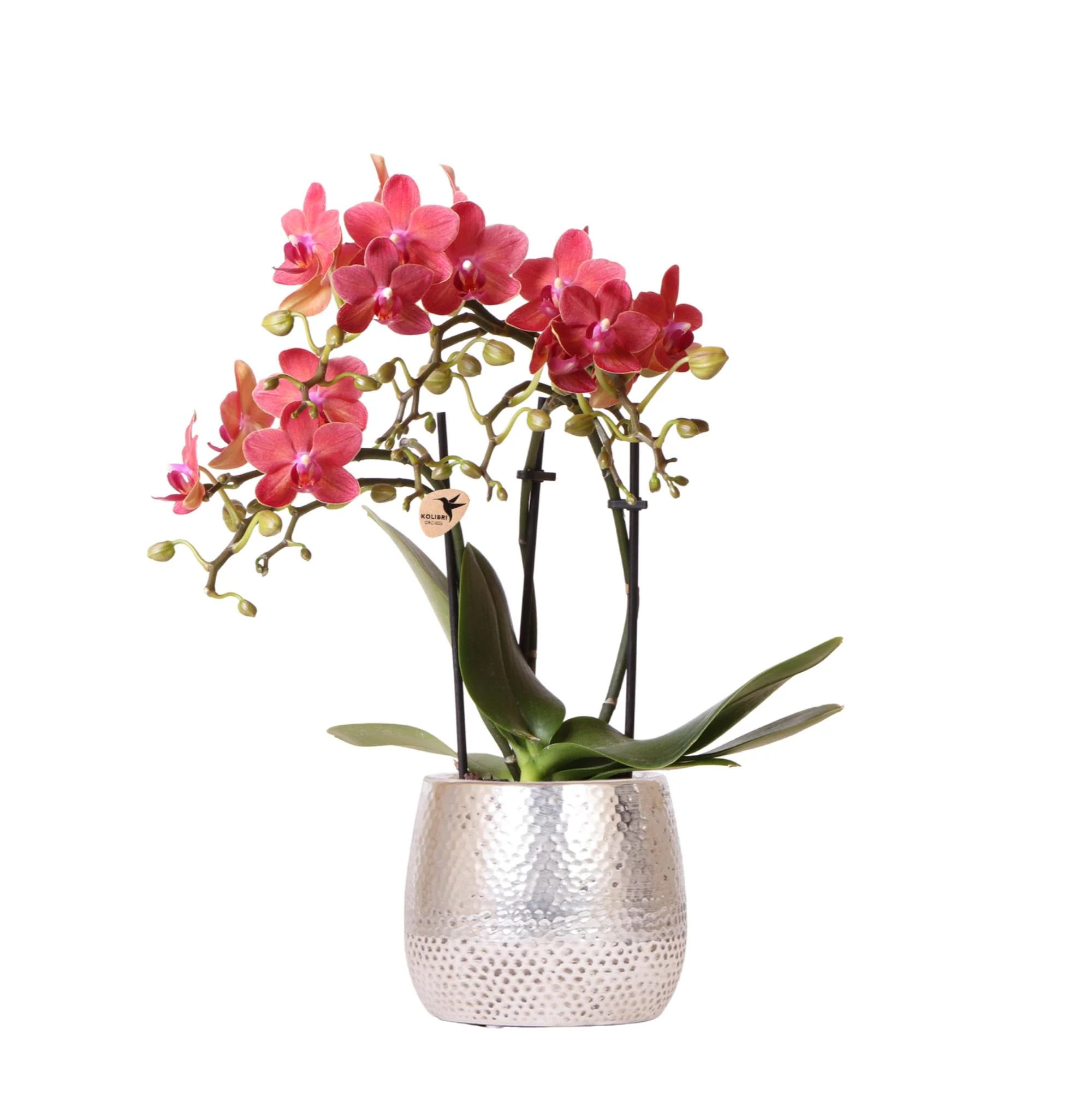Miniatuur 1