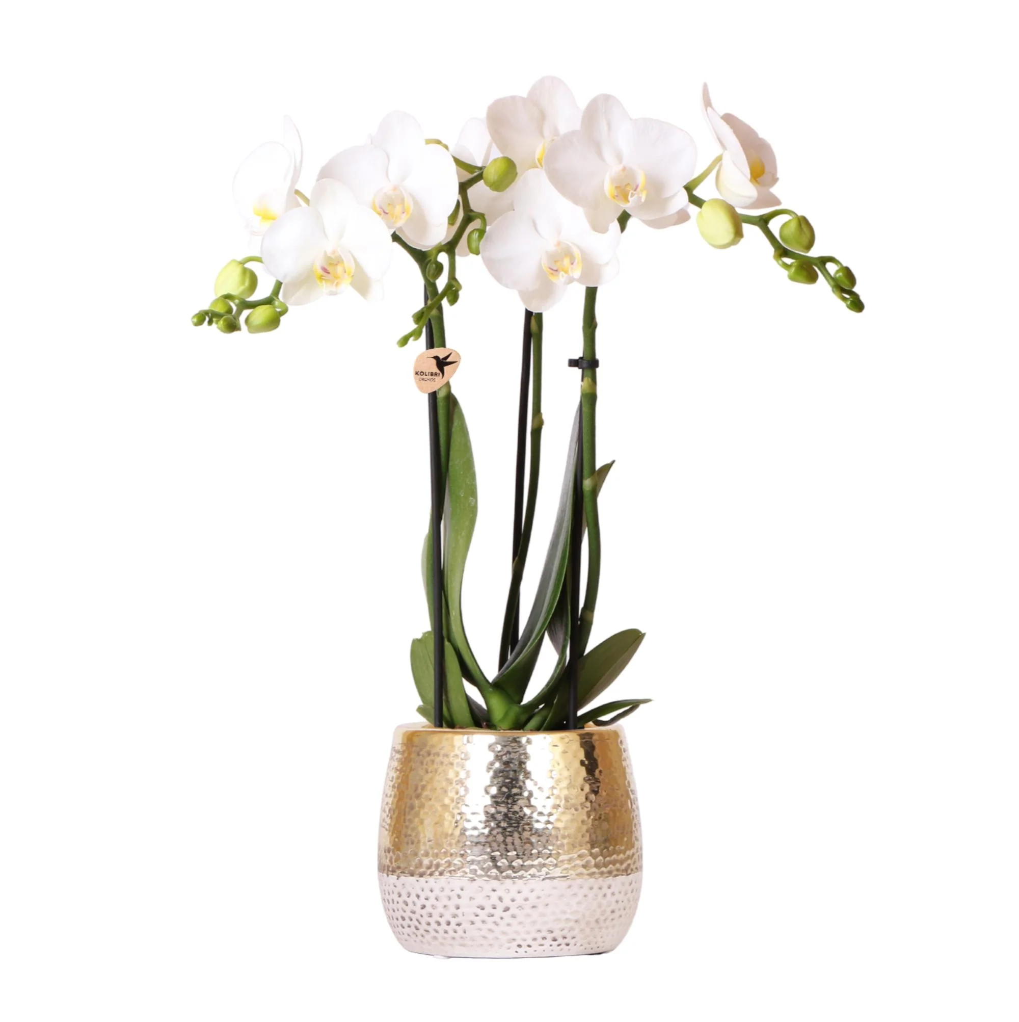 Miniatuur 2