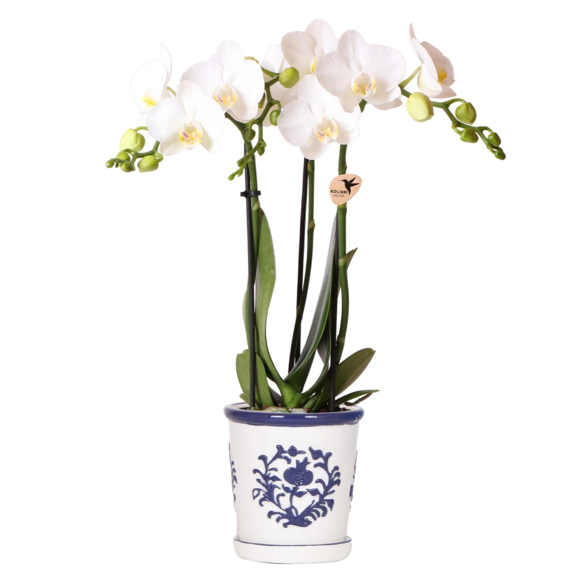 Miniatuur 2