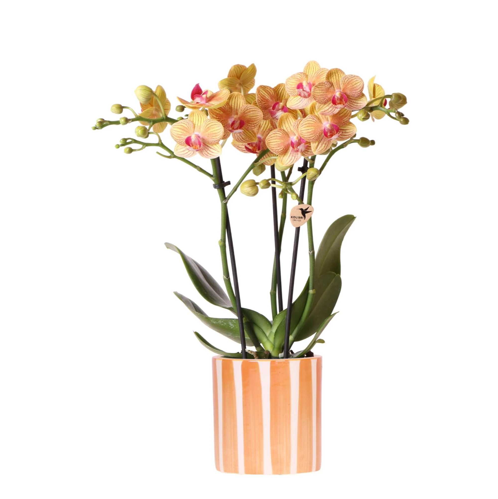 Miniatuur 1
