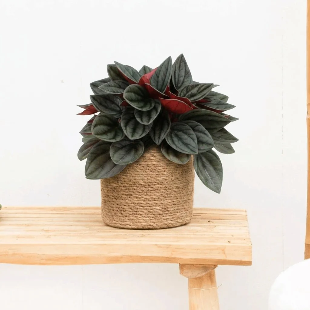 Miniatuur 1
