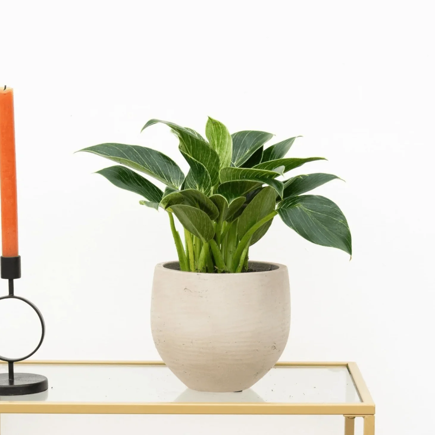 Miniatuur 1