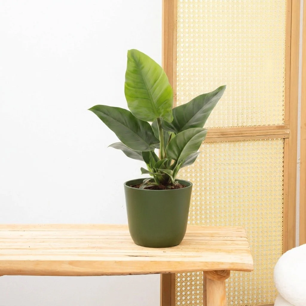Miniatuur 1