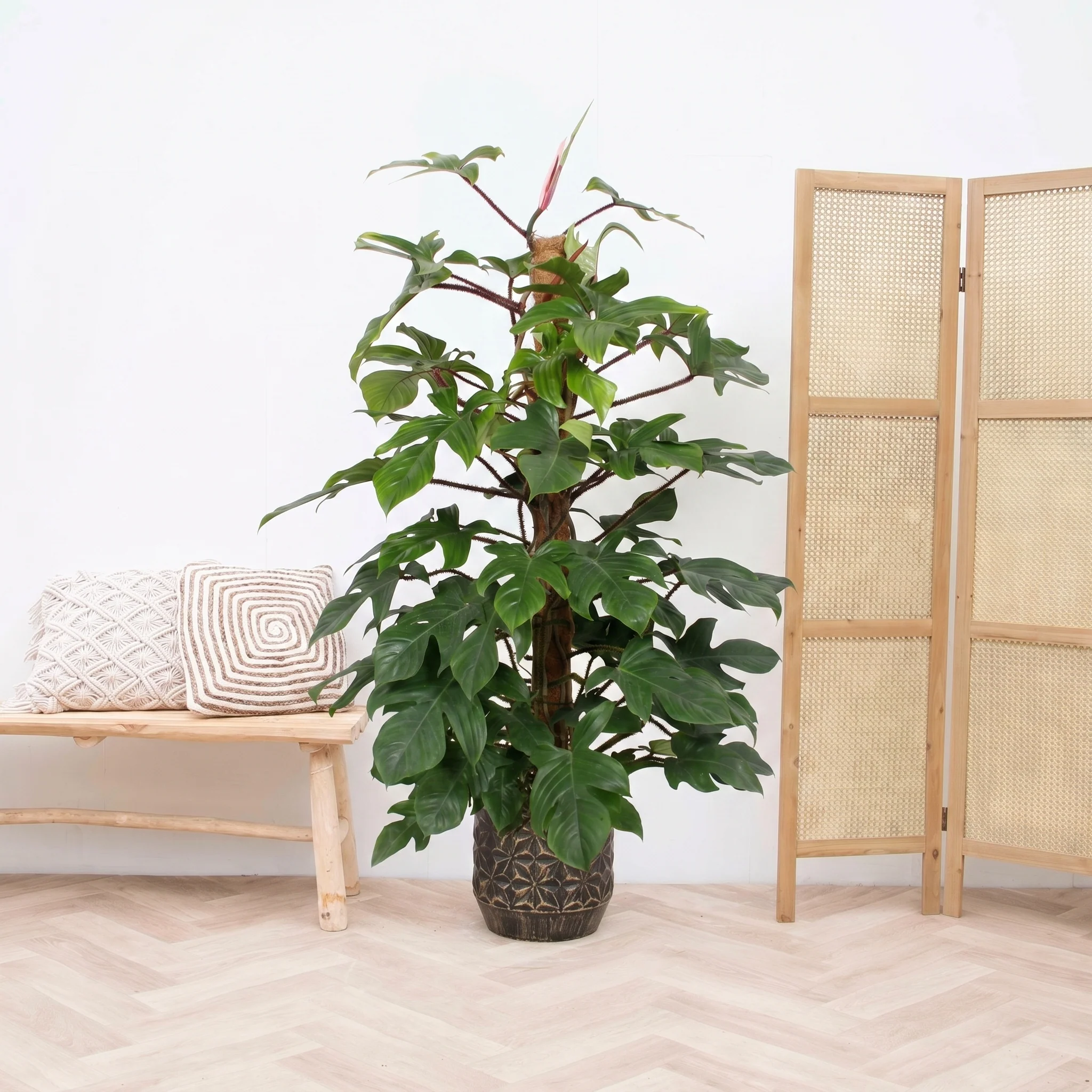 Miniatuur 1